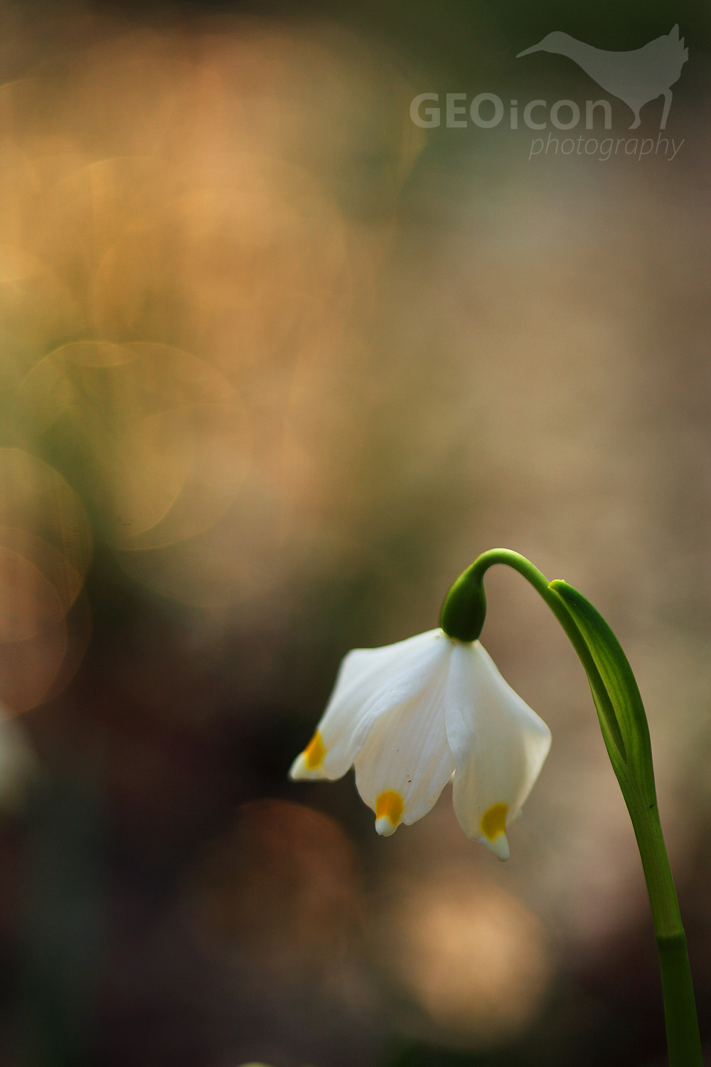 Spring snowflake / bledule jarní (Leucojum vernum)