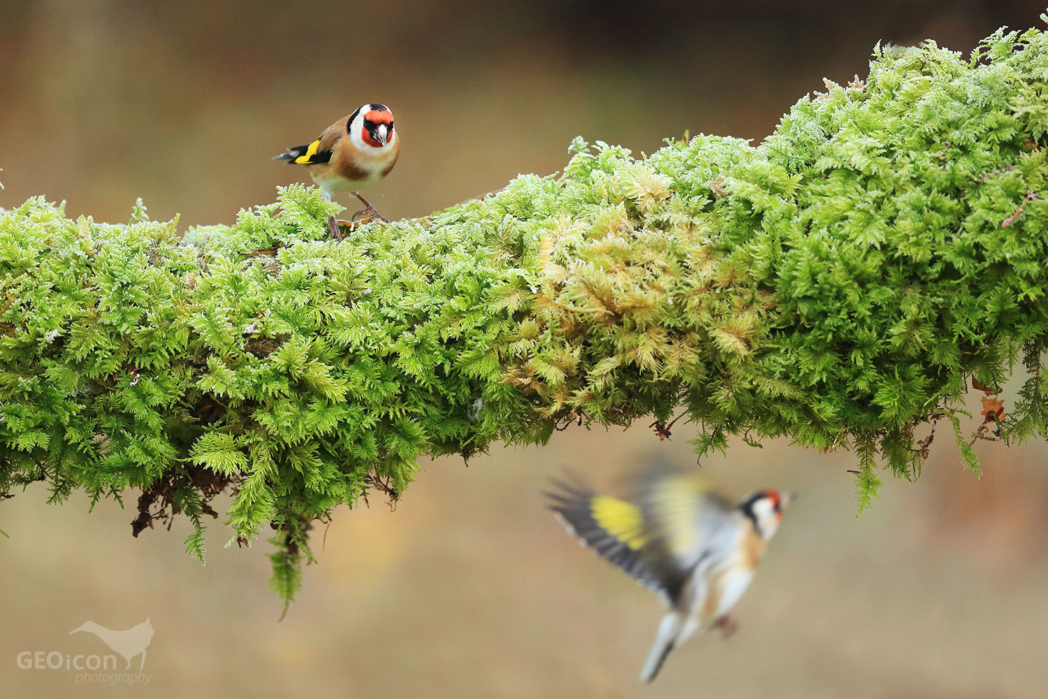 Goldfinch /stehlík obecný (Carduelis carduelis)