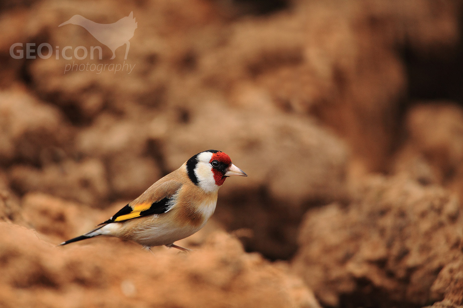 Goldfinch /stehlík obecný (Carduelis carduelis)