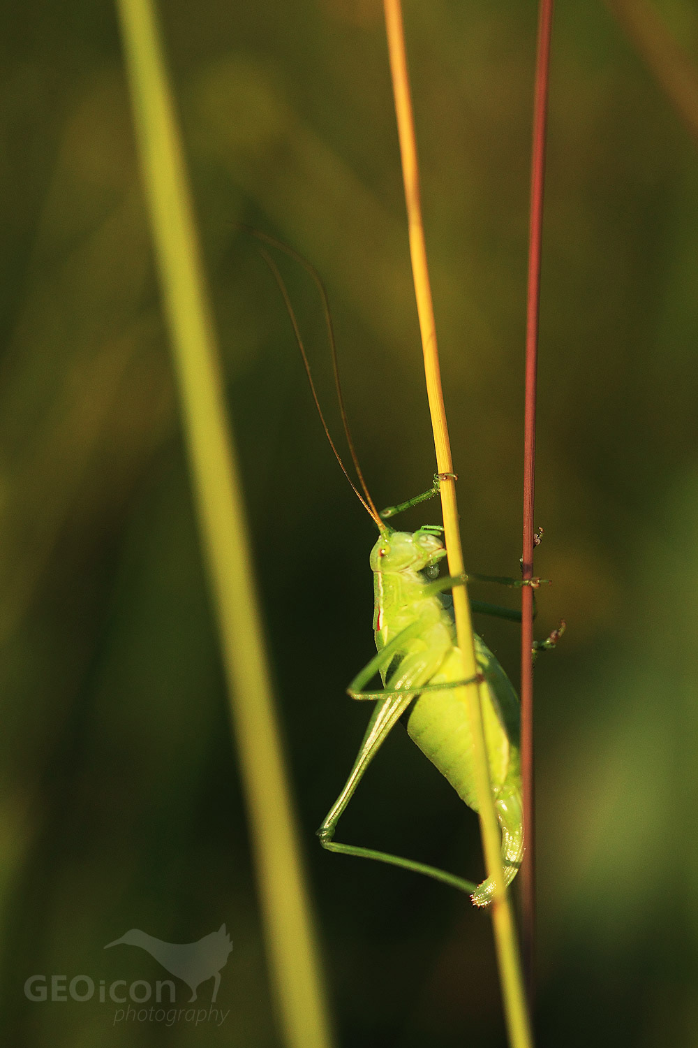 Great green bush-cricket / kobylka zelená (Tettigonia viridissima)
