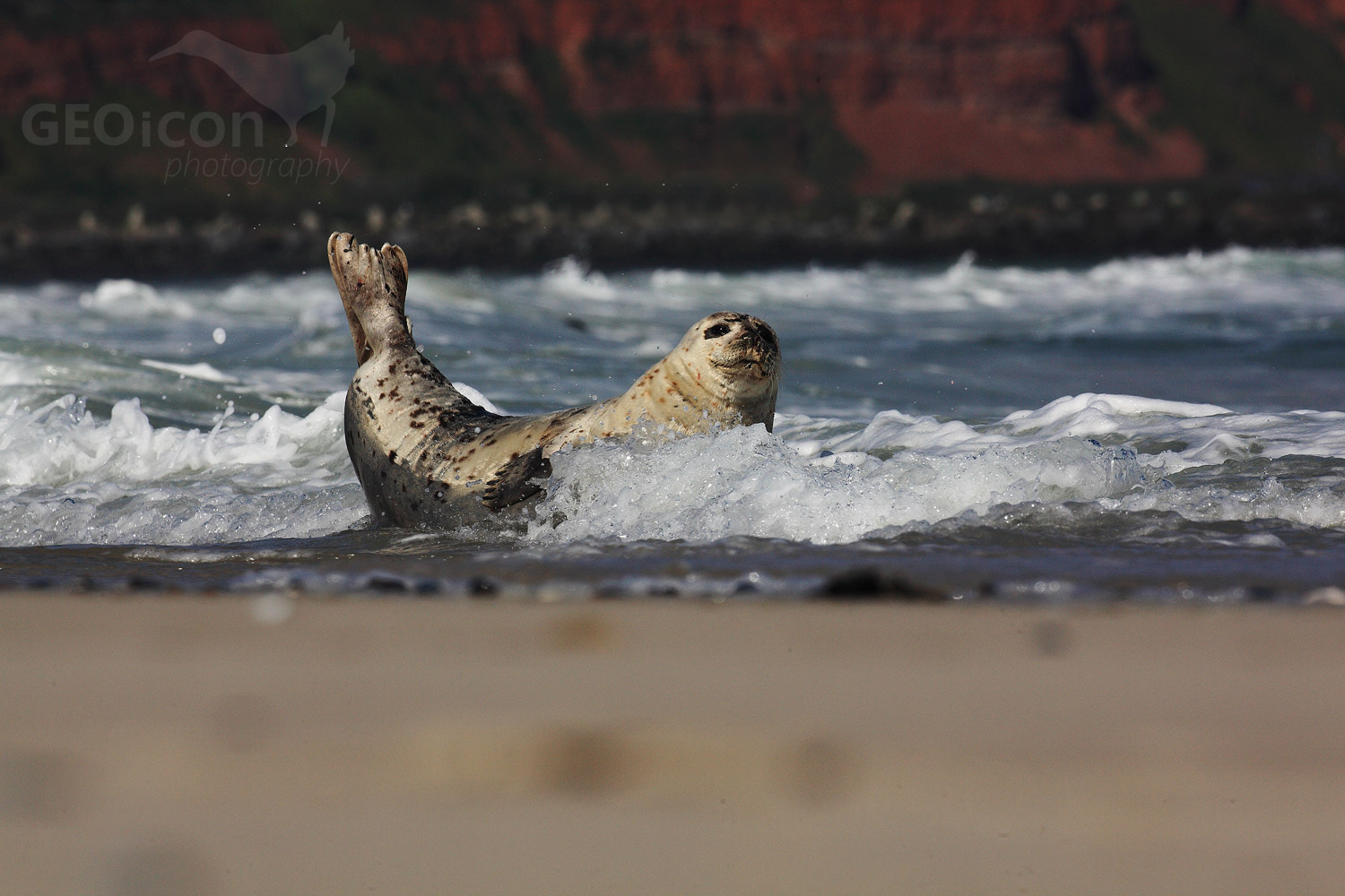 Grey seal / tuleň kuželozubý (Halichoerus grypus)