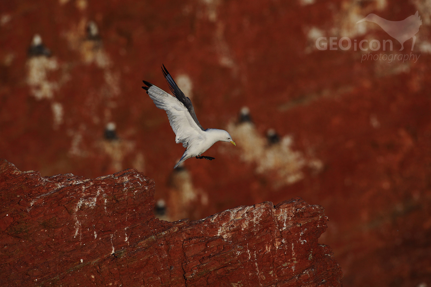 Common gull / racek bouřní (Larus canus)