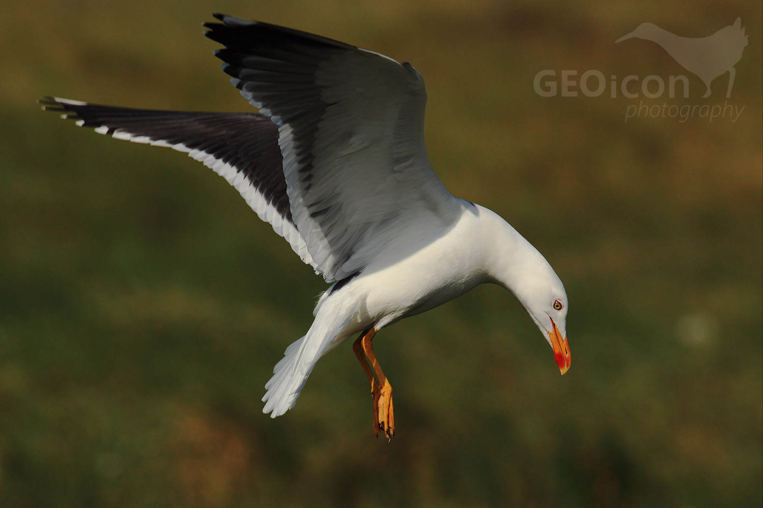 Lesser black backed gull / racek žlutonohý (Larus fuscus)