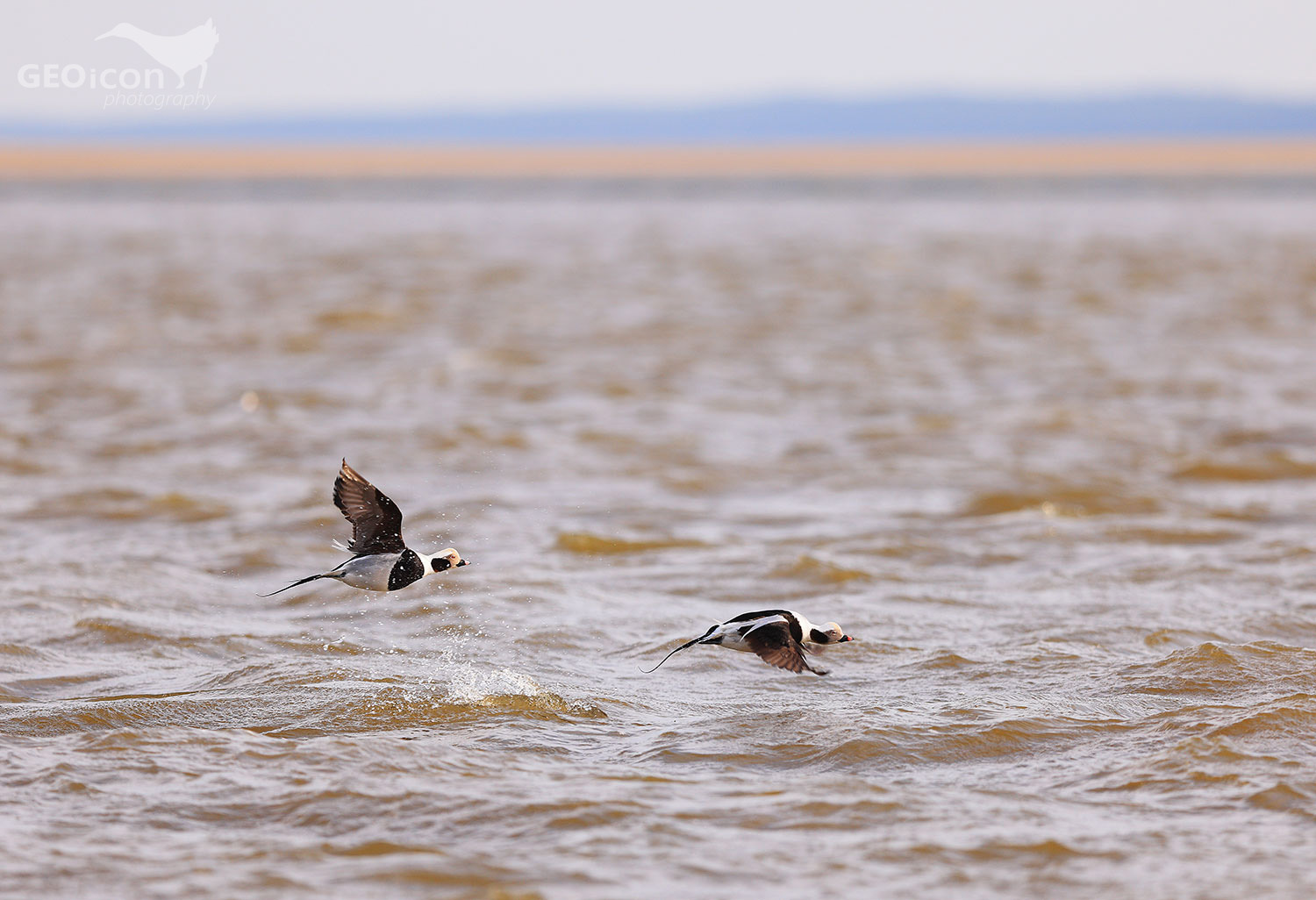 Long-tailed ducks / hoholka lední (Clangula hyemalis)