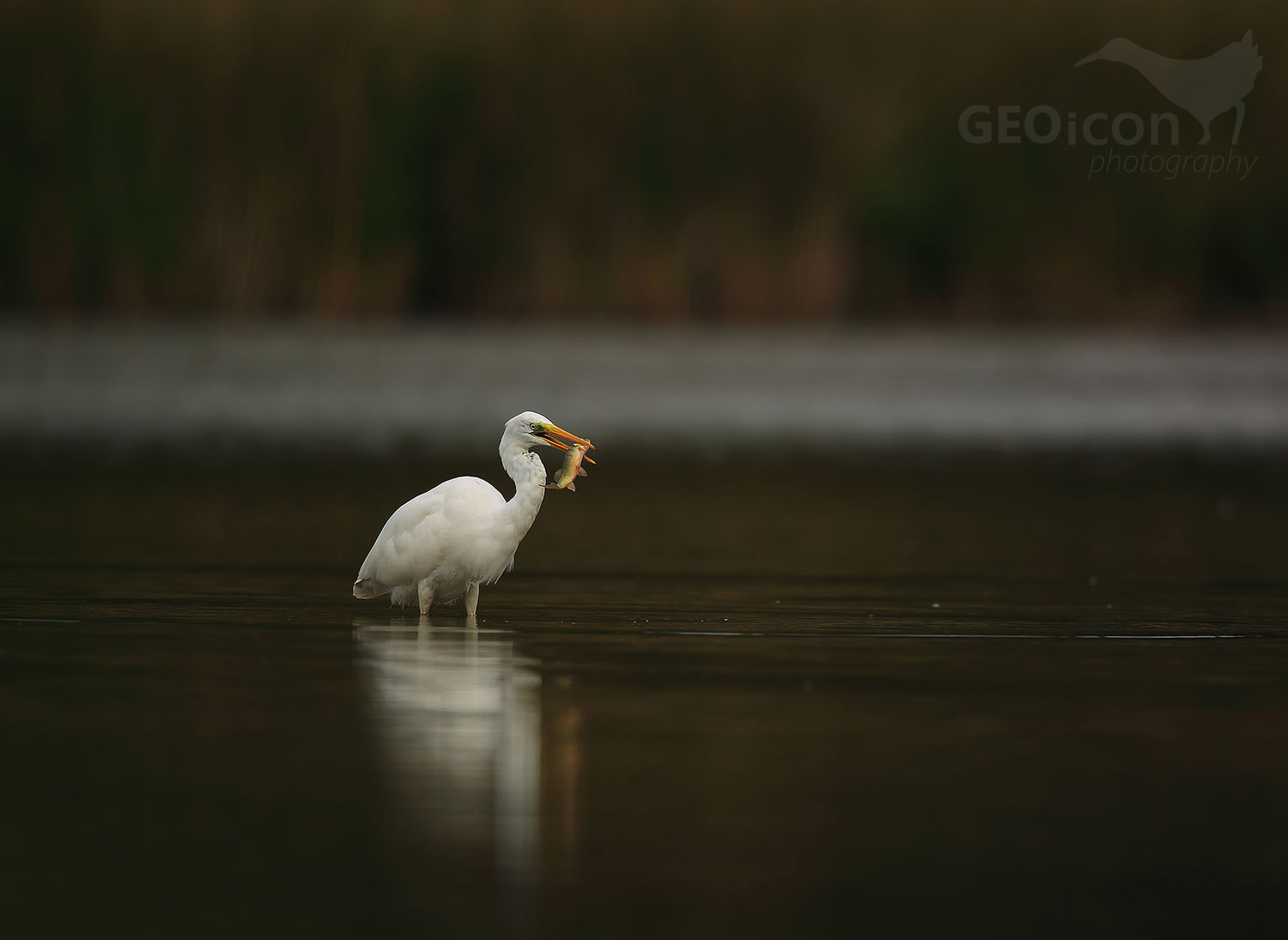 Great egret / volavka bílá (Egretta alba)