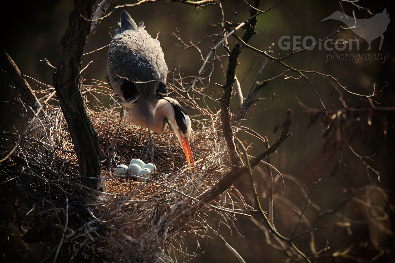 Grey heron / volavka popelavá (Ardea cinerea)