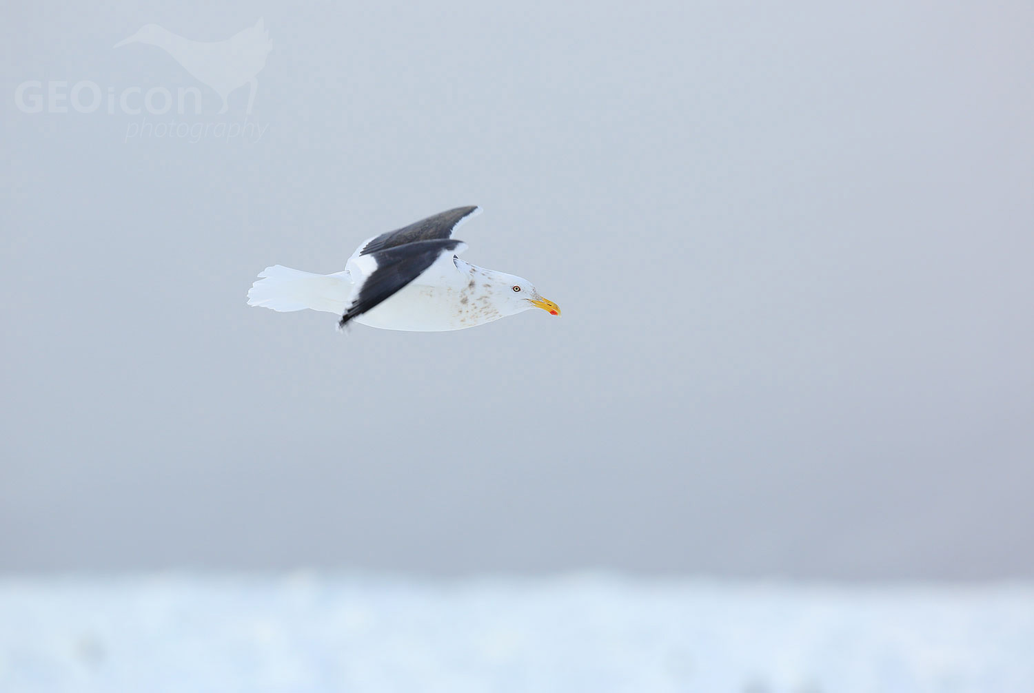 Slaty-backed gull / racek kamčatský (Larus schistisagus)