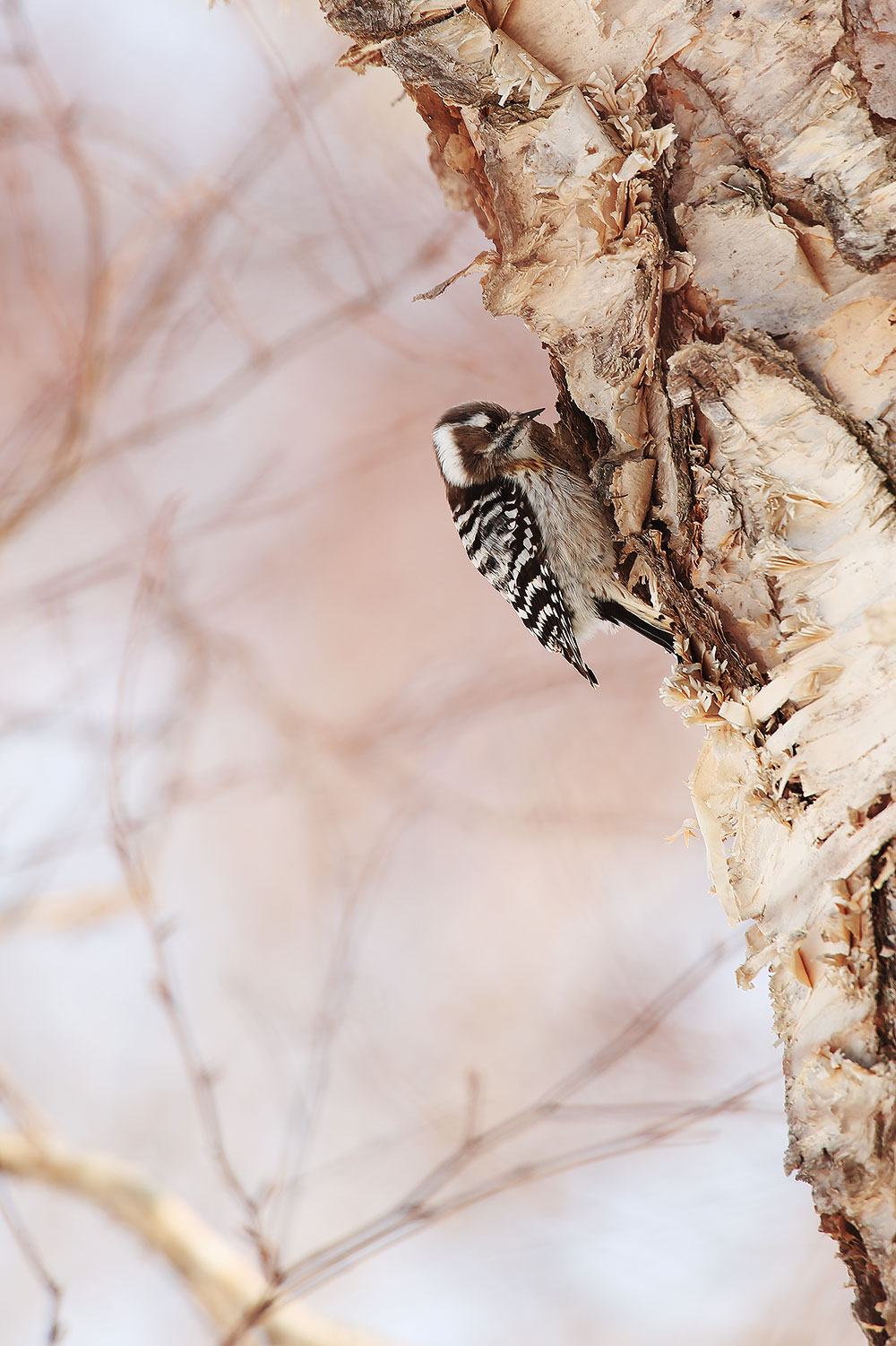 Japanese pygmy woodpecker / strakapoud usurijský (Dendrocopos kizuki)