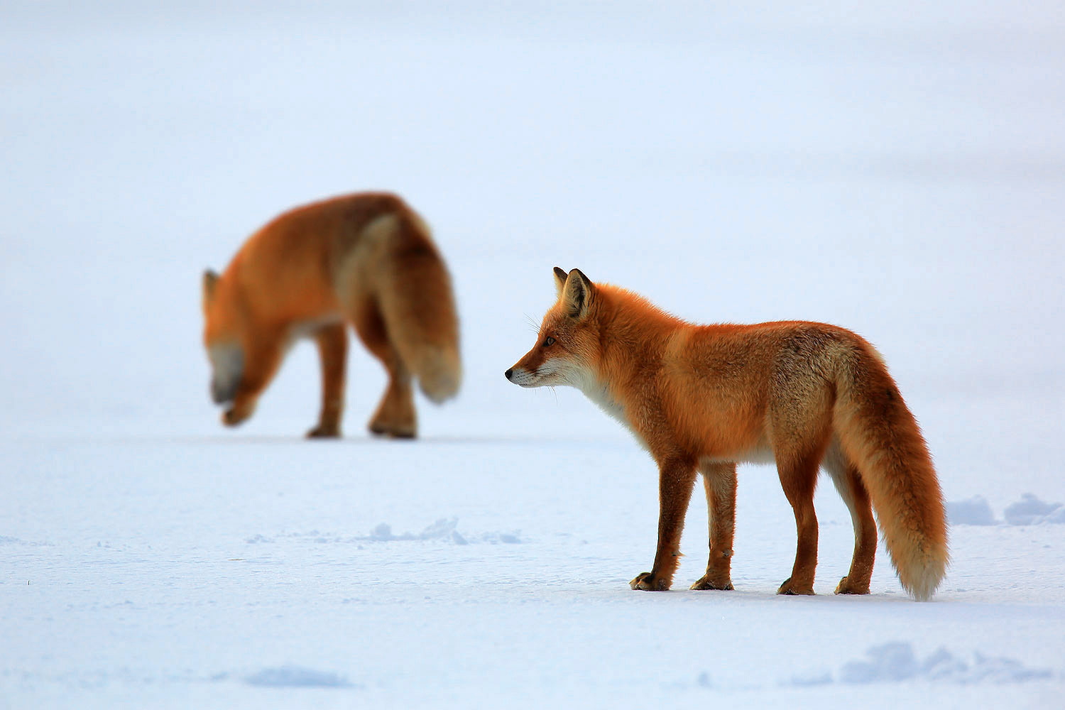 Fox / liška obecná (Vulpes vulpes)