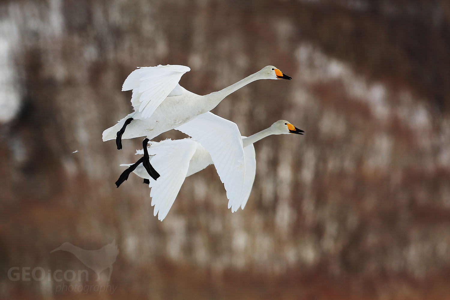 Whooper swan / labuť zpěvná (Cygnus cygnus)