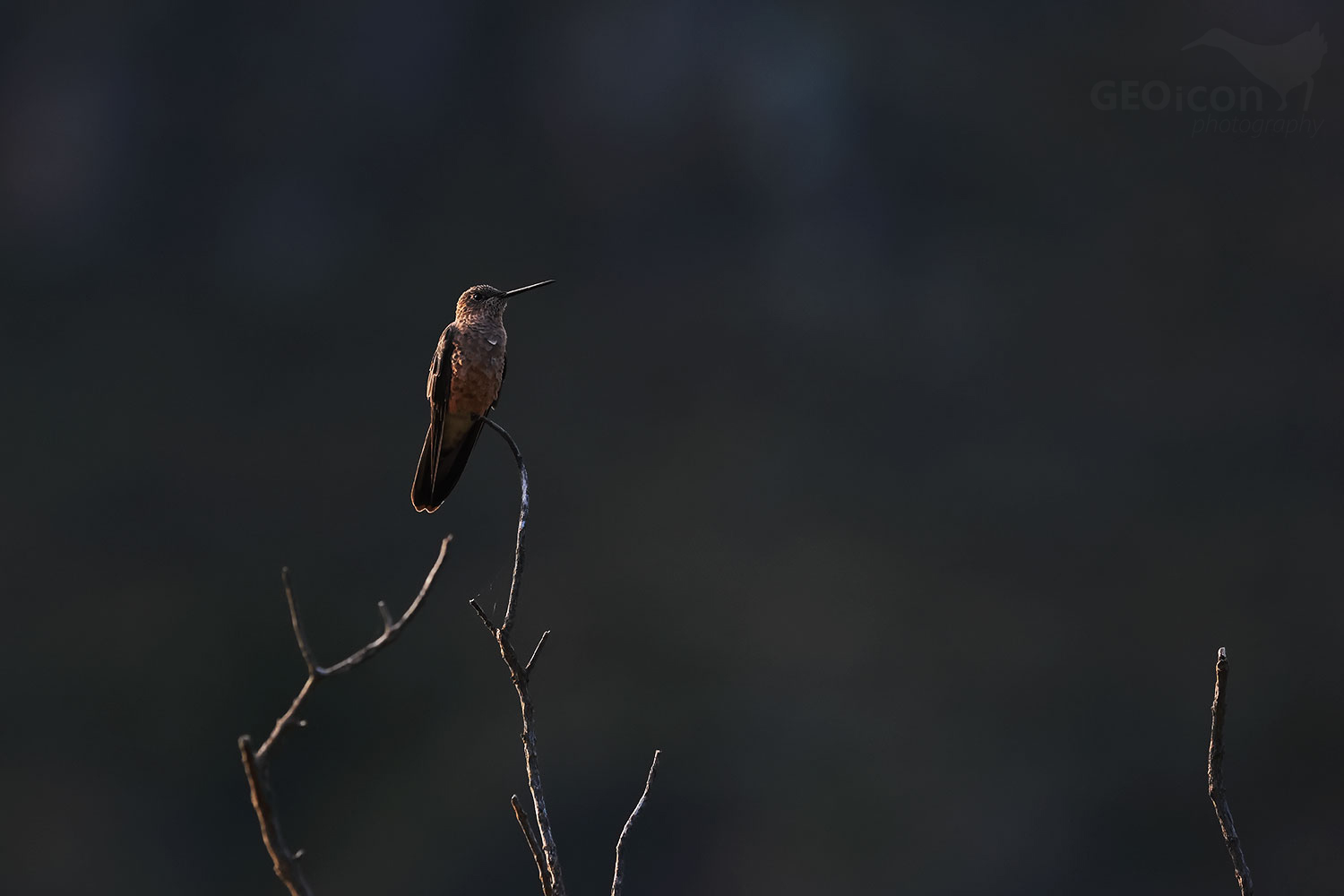 Giant Hummingbird (Patagona gigas)
