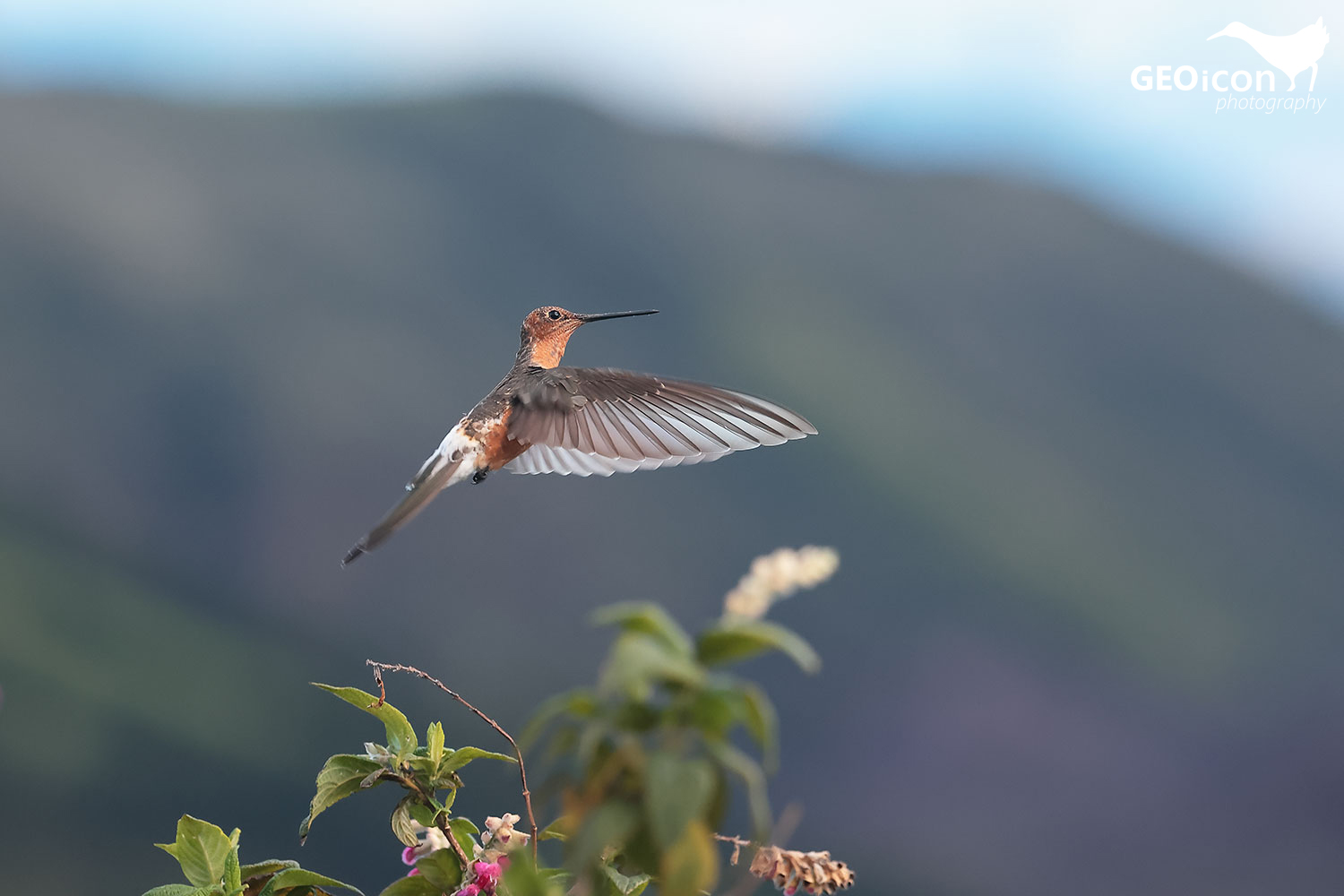 Giant Hummingbird (Patagona gigas)