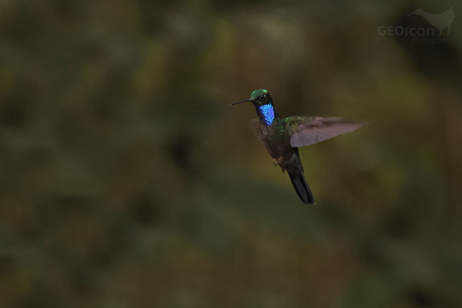 Napo Sabrewing (Campylopterus villaviscensio)