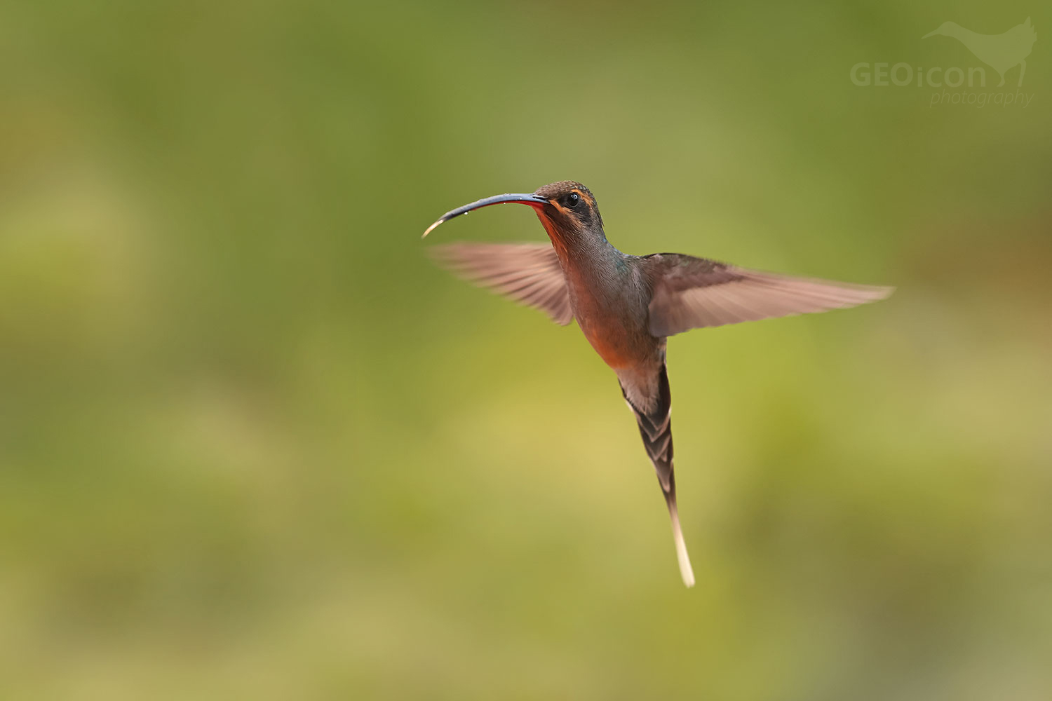 Green Hermit (Phaethornis guy)