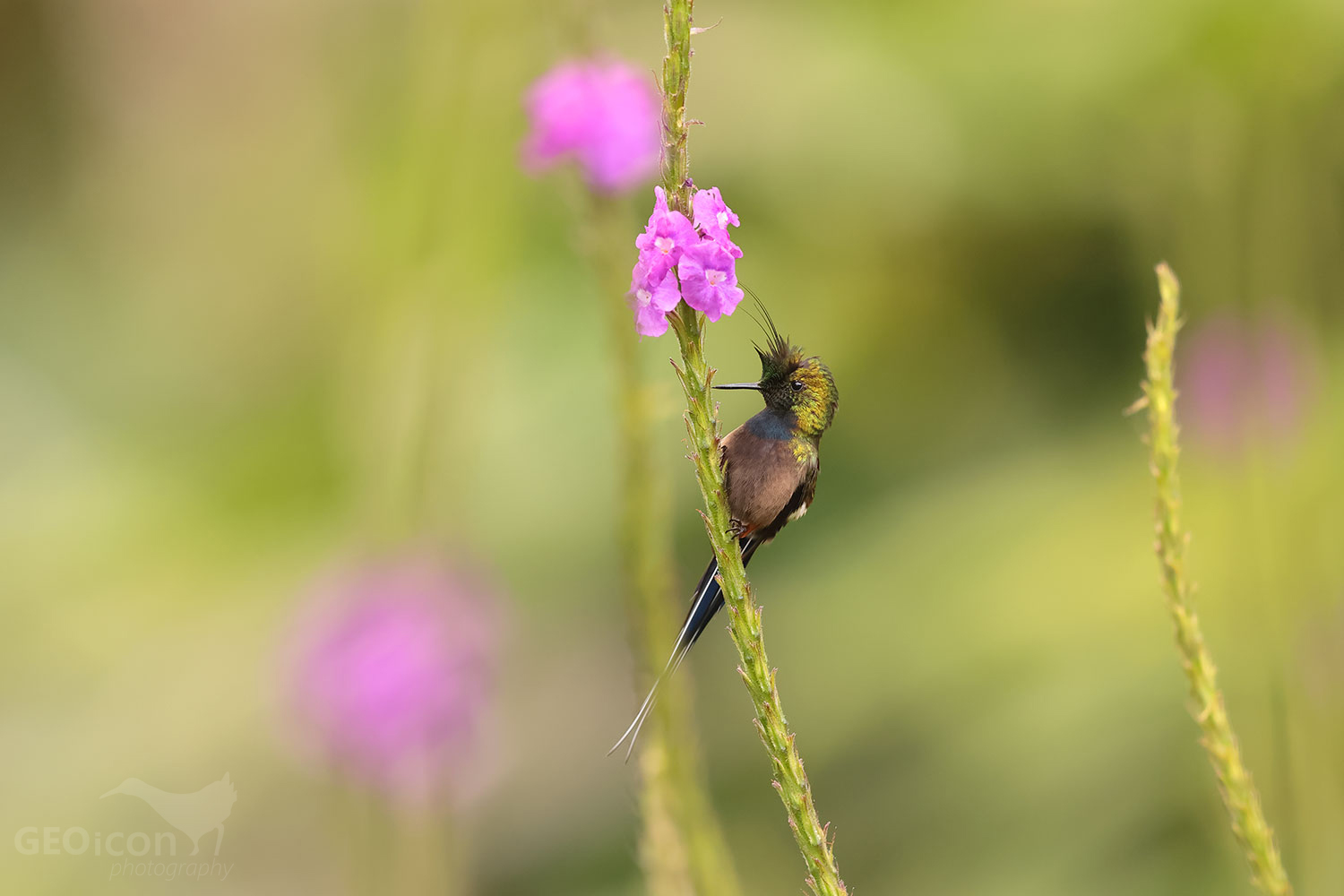 Wire-crested Thorntail (Discosura popelairii)