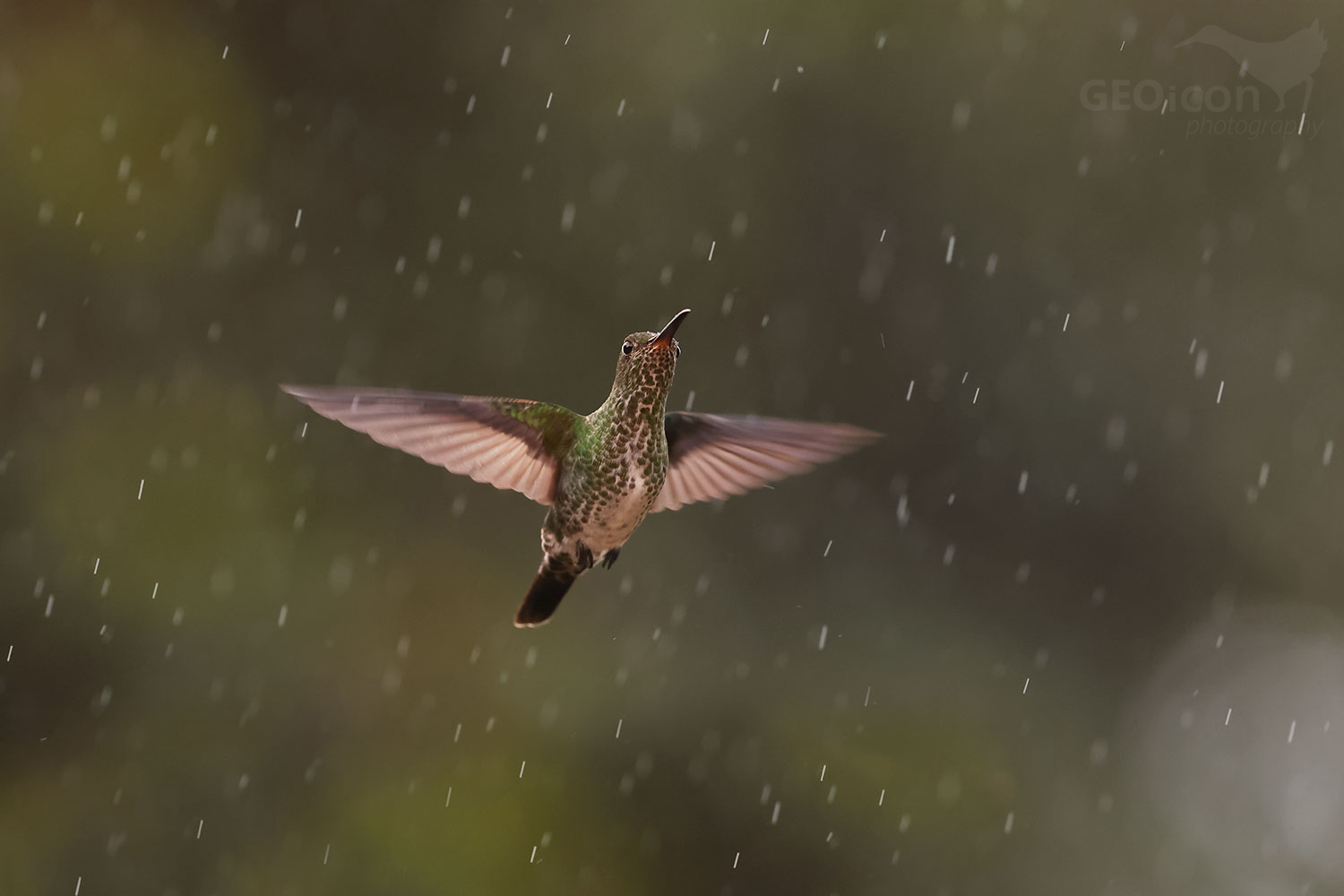 Many-spotted Hummingbird (Taphrospilus hypostictus)