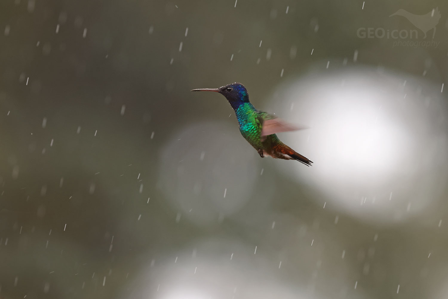 Golden-tailed Sapphire (Chrysuronia oenone)