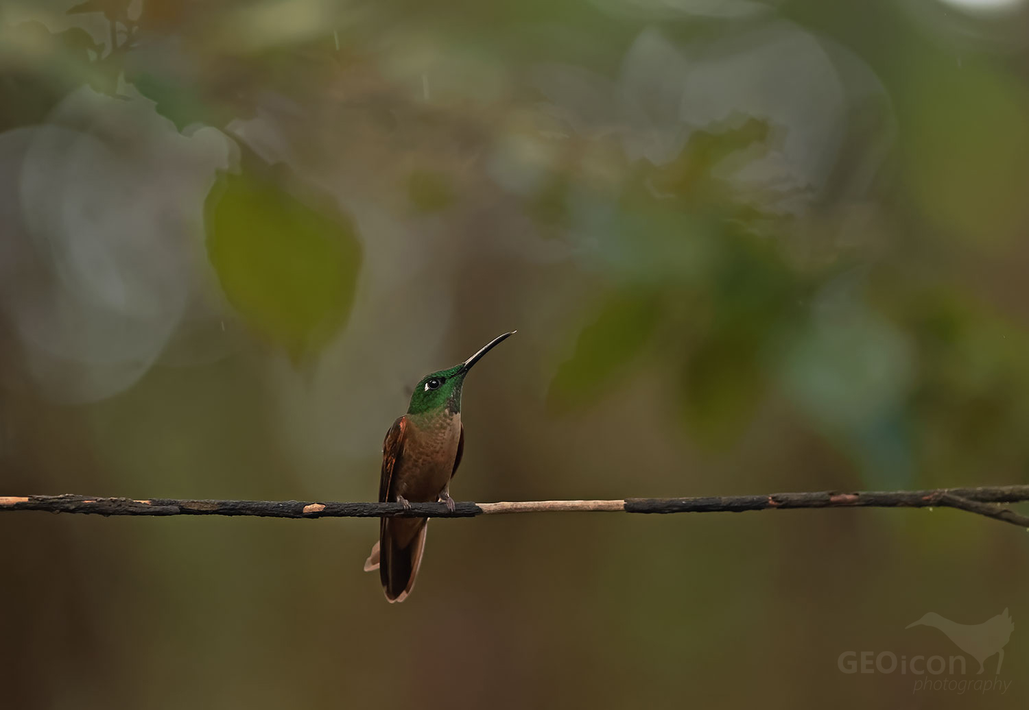 Fawn-breasted Brilliant (Heliodoxa rubinoides)
