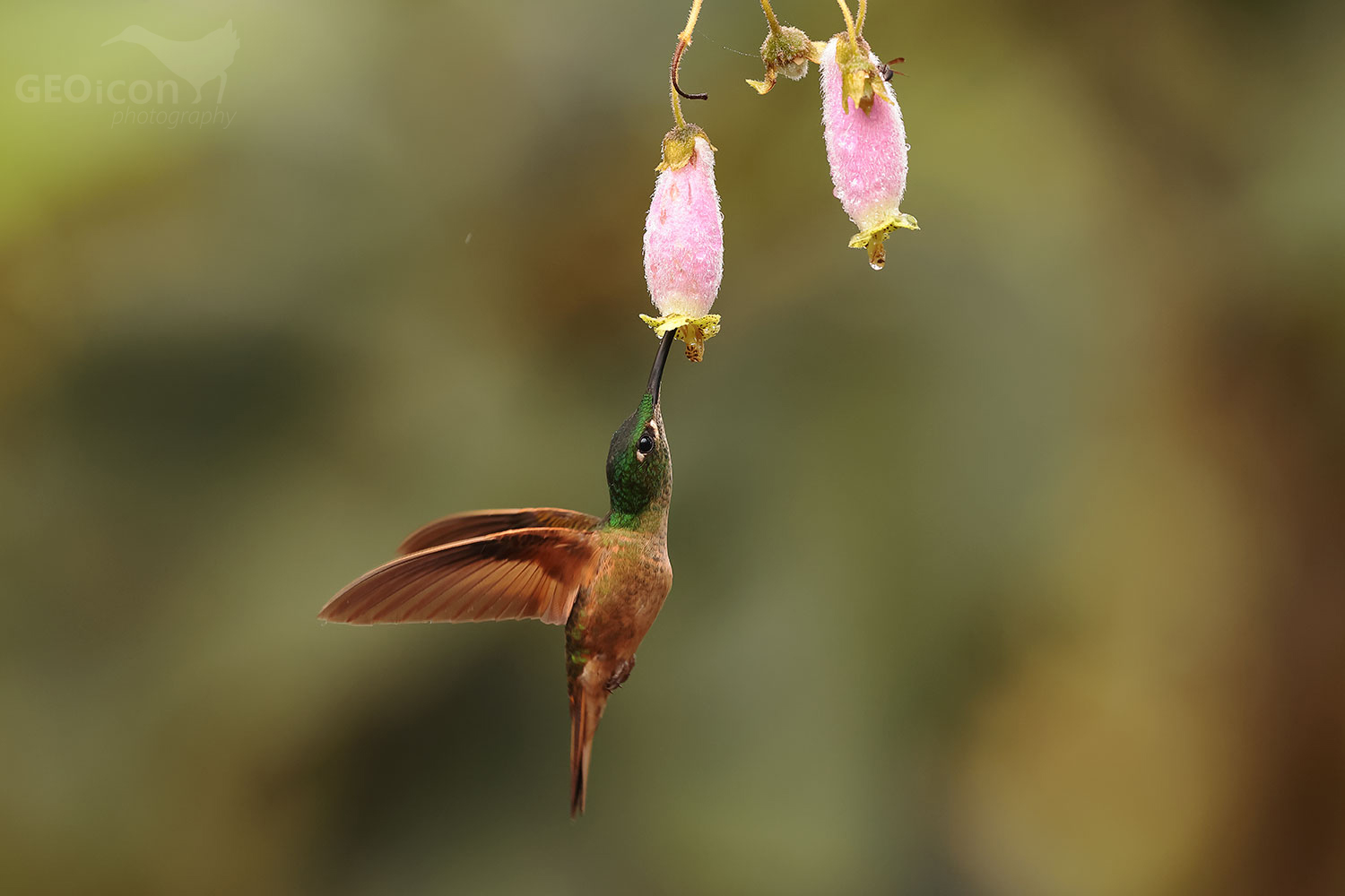 Fawn-breasted Brilliant (Heliodoxa rubinoides)