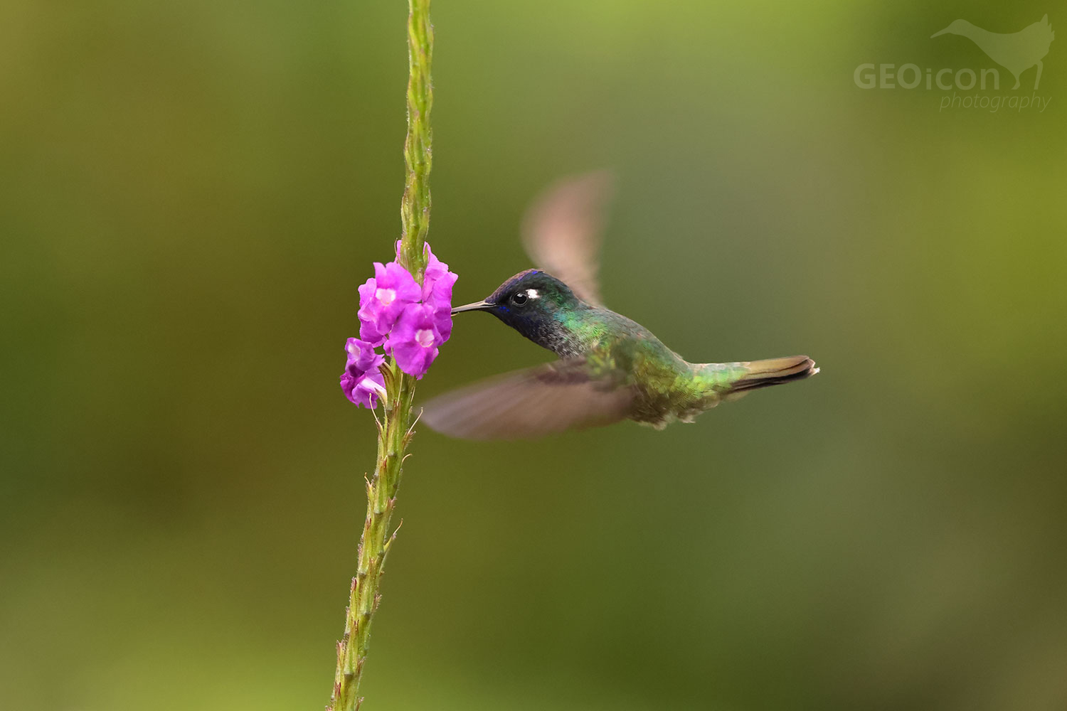 Hummingbird