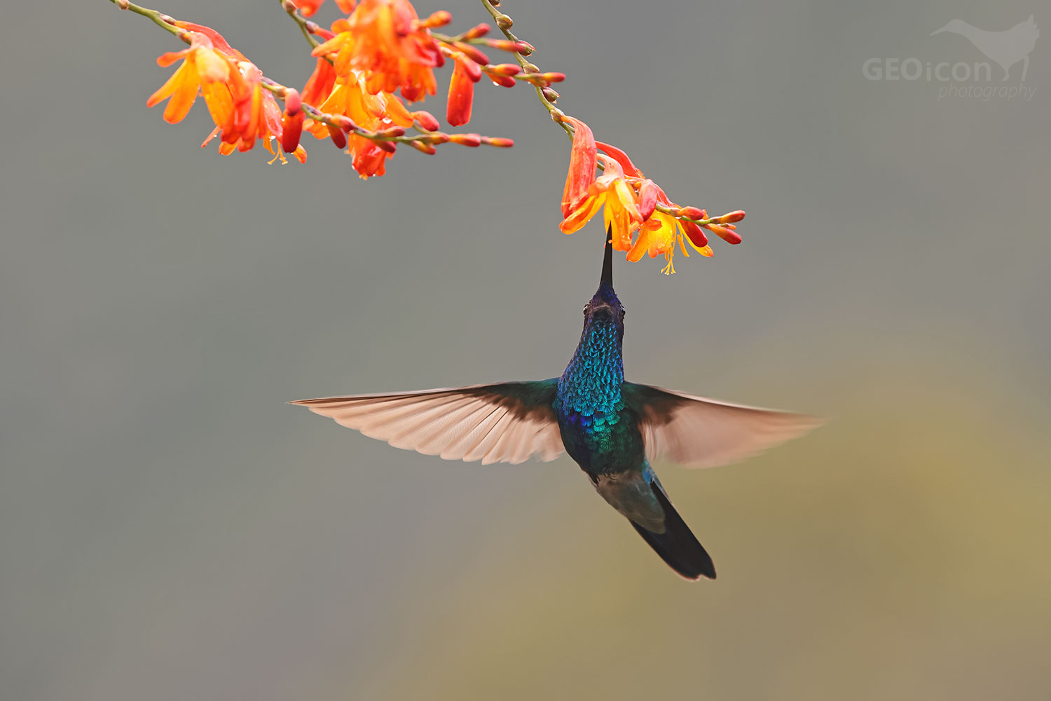 Violet-fronted Brilliant (Heliodoxa leadbeateri)