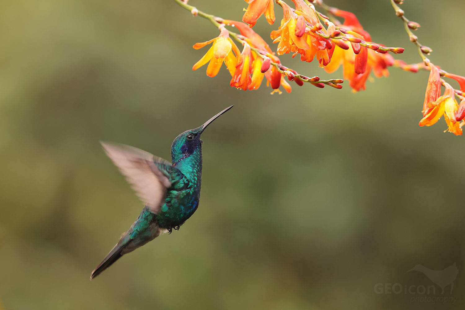 Sparkling Violetear (Colibri coruscans)