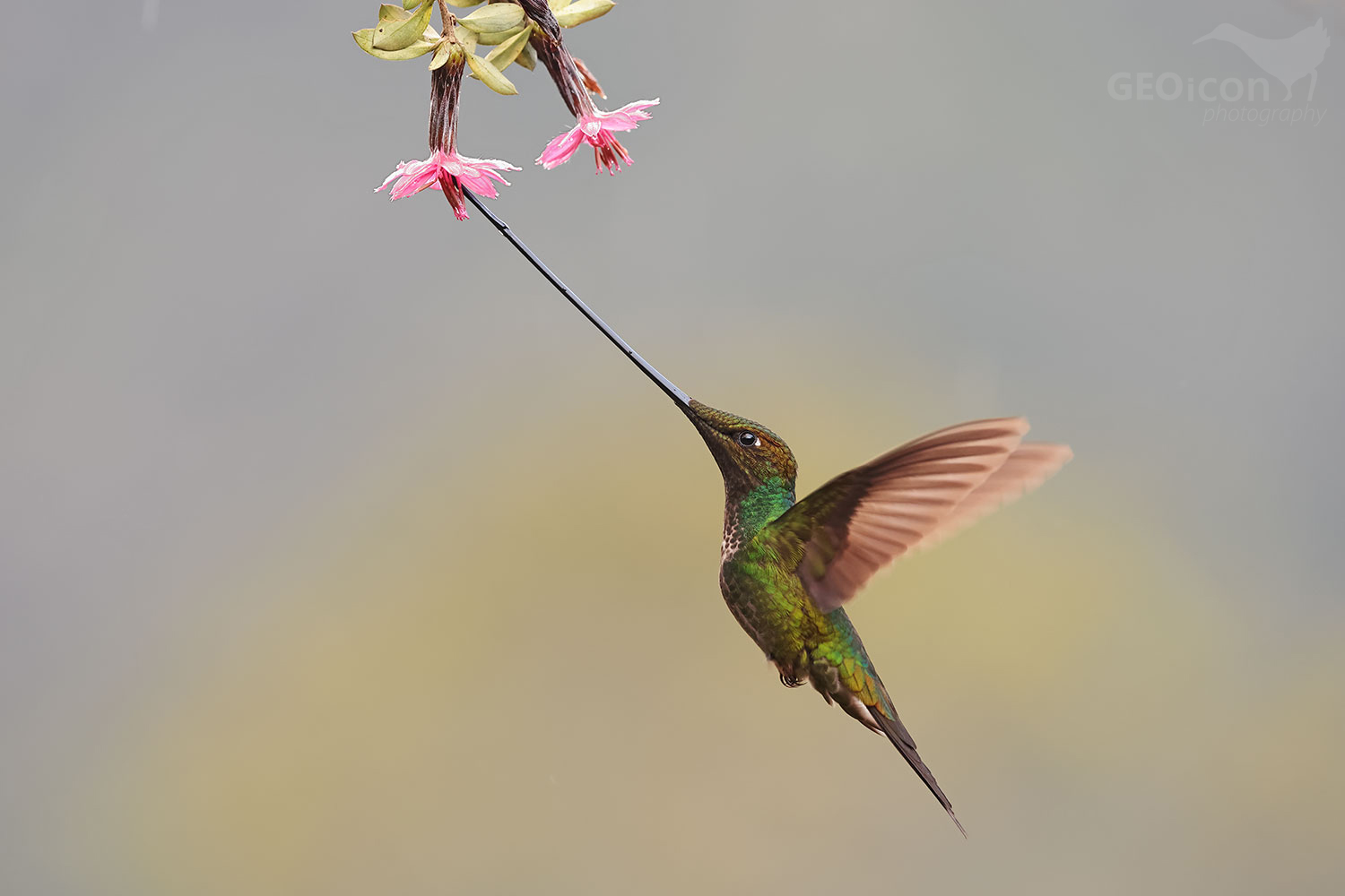 Sword-billed Hummingbird (Ensifera ensifera)
