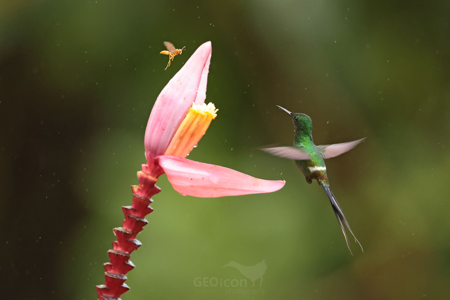 Green Thorntail (Discosura conversii)