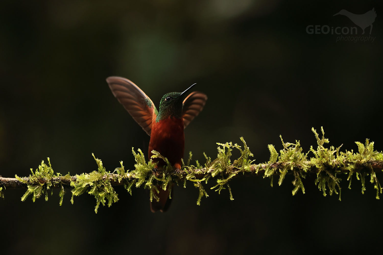 Chestnut-breasted Coronet (Boissonneaua matthewsii)