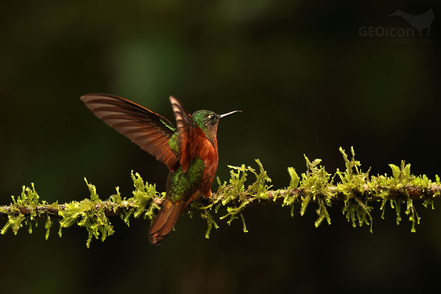 Chestnut-breasted Coronet (Boissonneaua matthewsii)