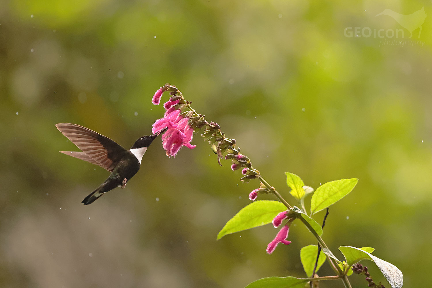 Collared Inca (Coeligena torquata)