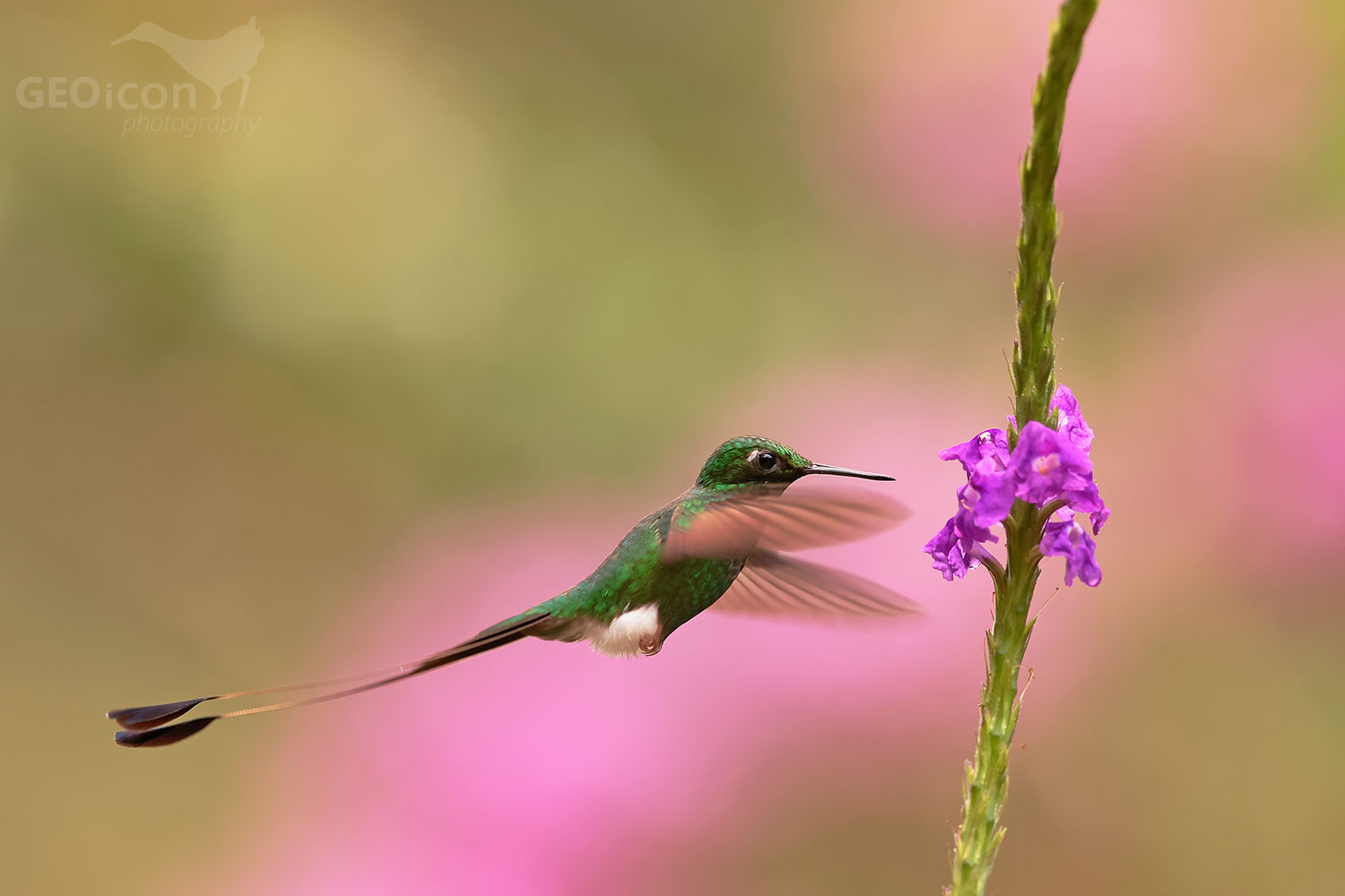Booted Racket-tail (Ocreatus underwoodii)