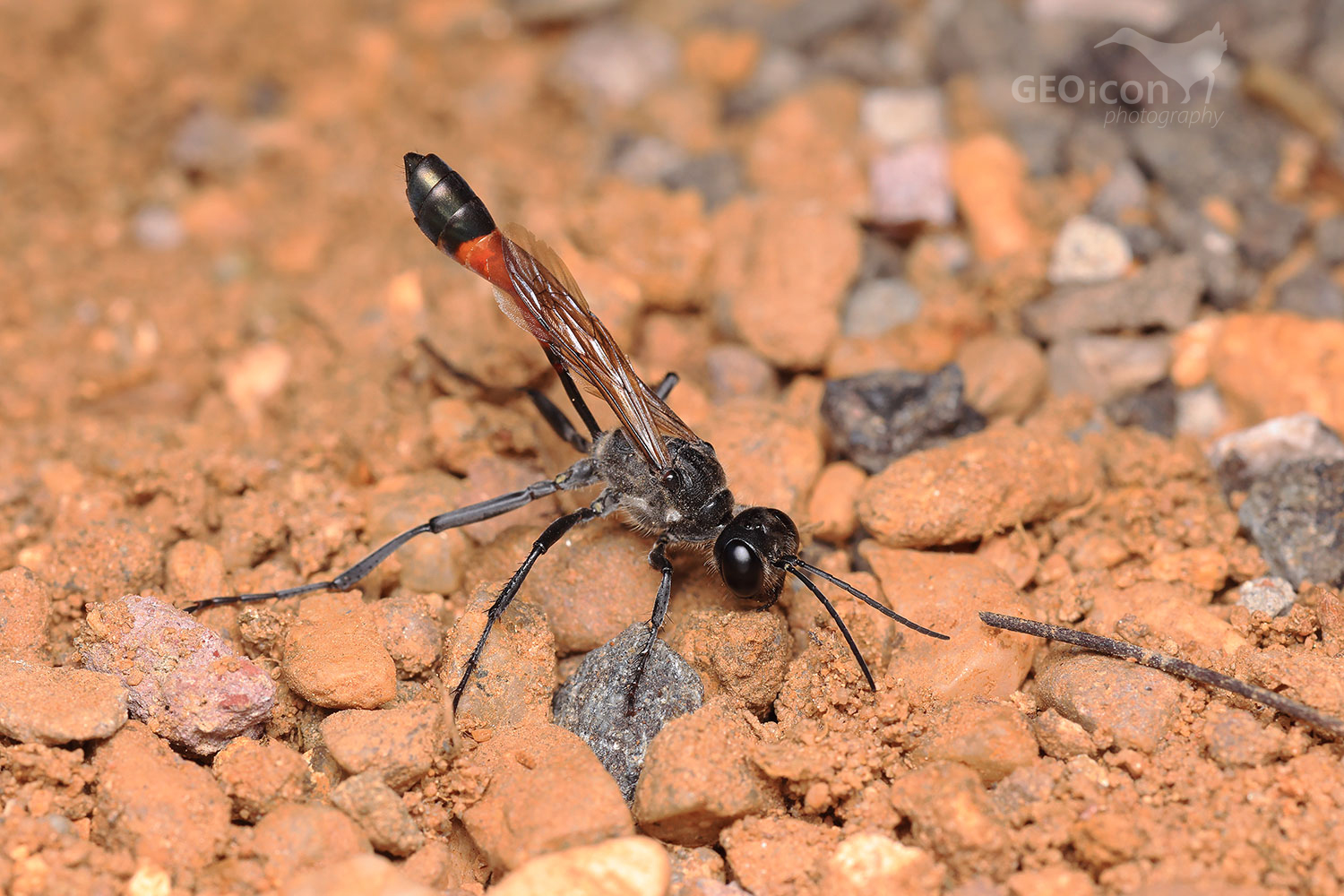 Red-banded sand wasp / kutilka písečná (Ammophila sabulosa)