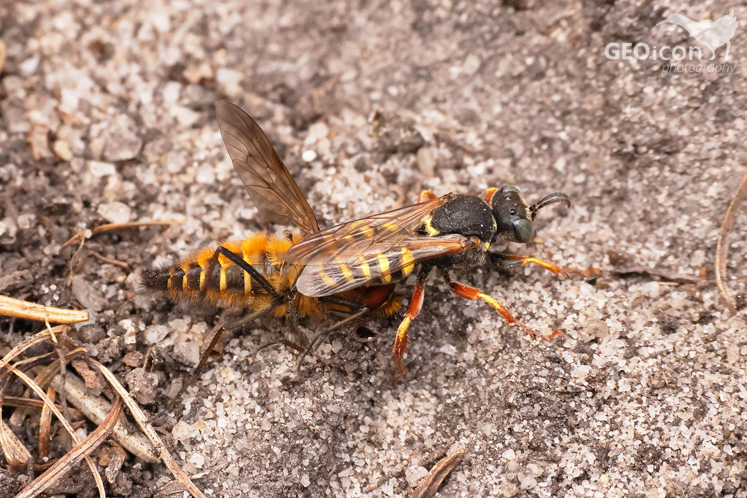 Small digger wasp / bodulka stříbřitá (Oxybellus argentatus)