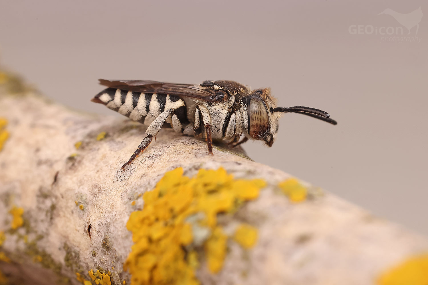 Coelioxys afra / kuželitka tupá