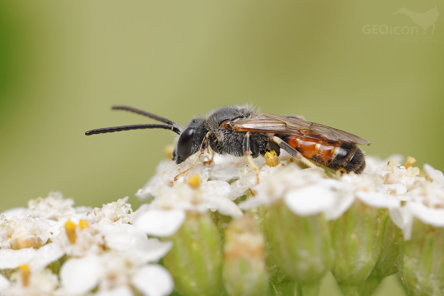 Lasioglossum cf calceatum