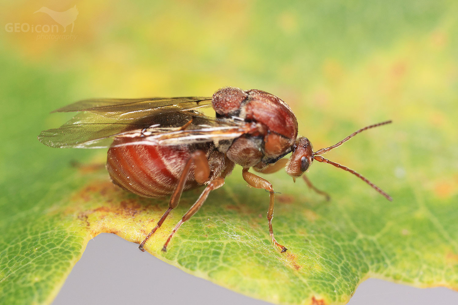 Gall wasp / žlabatka dubová (Cynips quercusfolii)