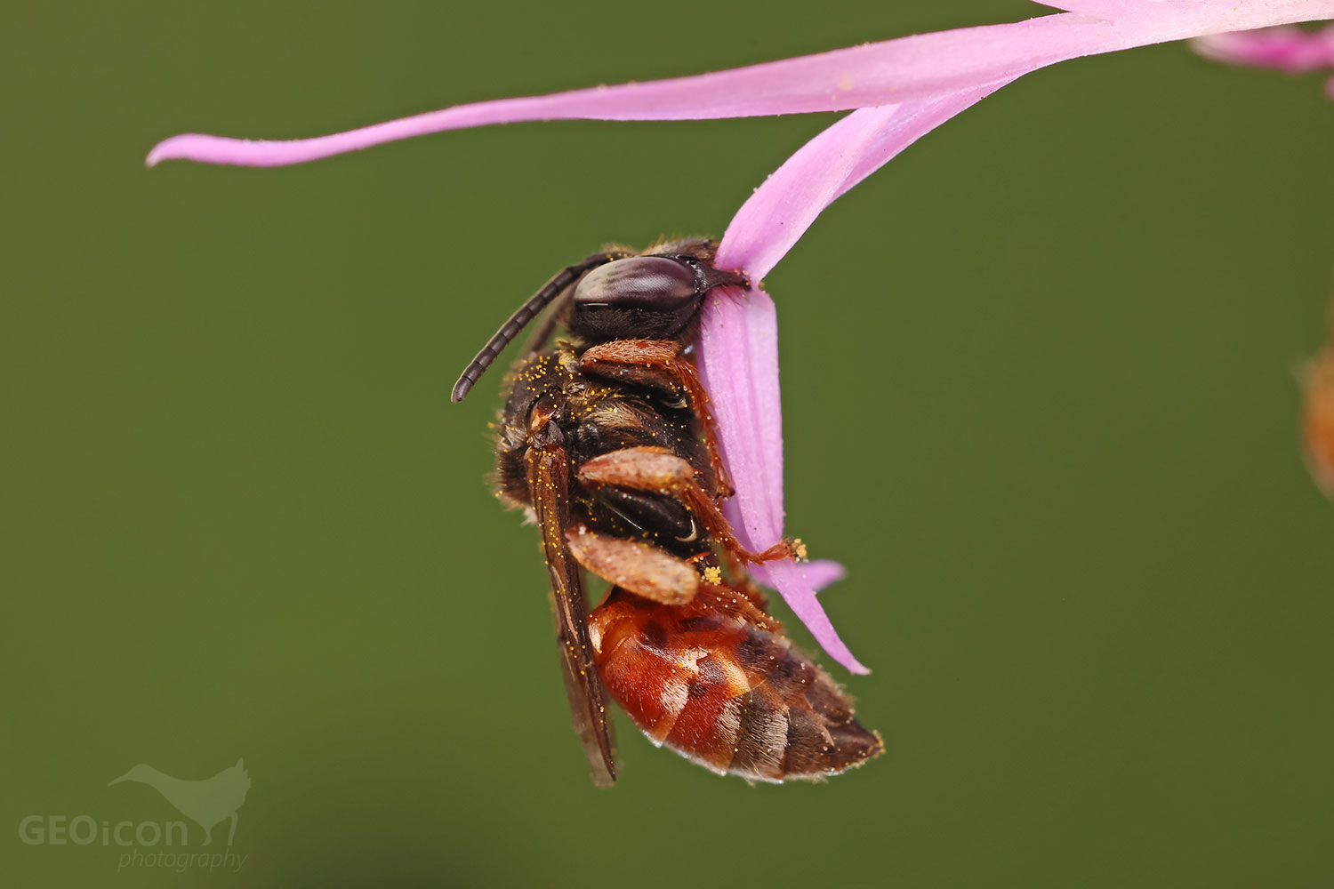 peloides coecutiens / zdobenka červená