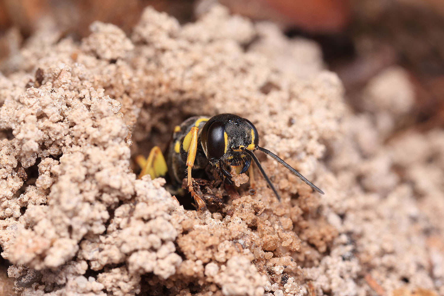 Field digger wasp / medolib polní (Mellinus arvensis)