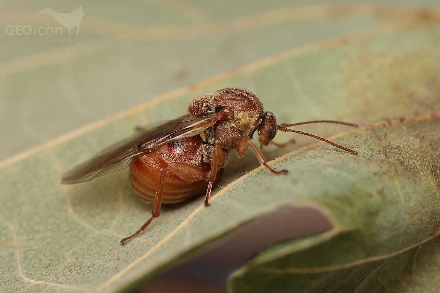 Cynips quercusfolii / žlabatka dubová