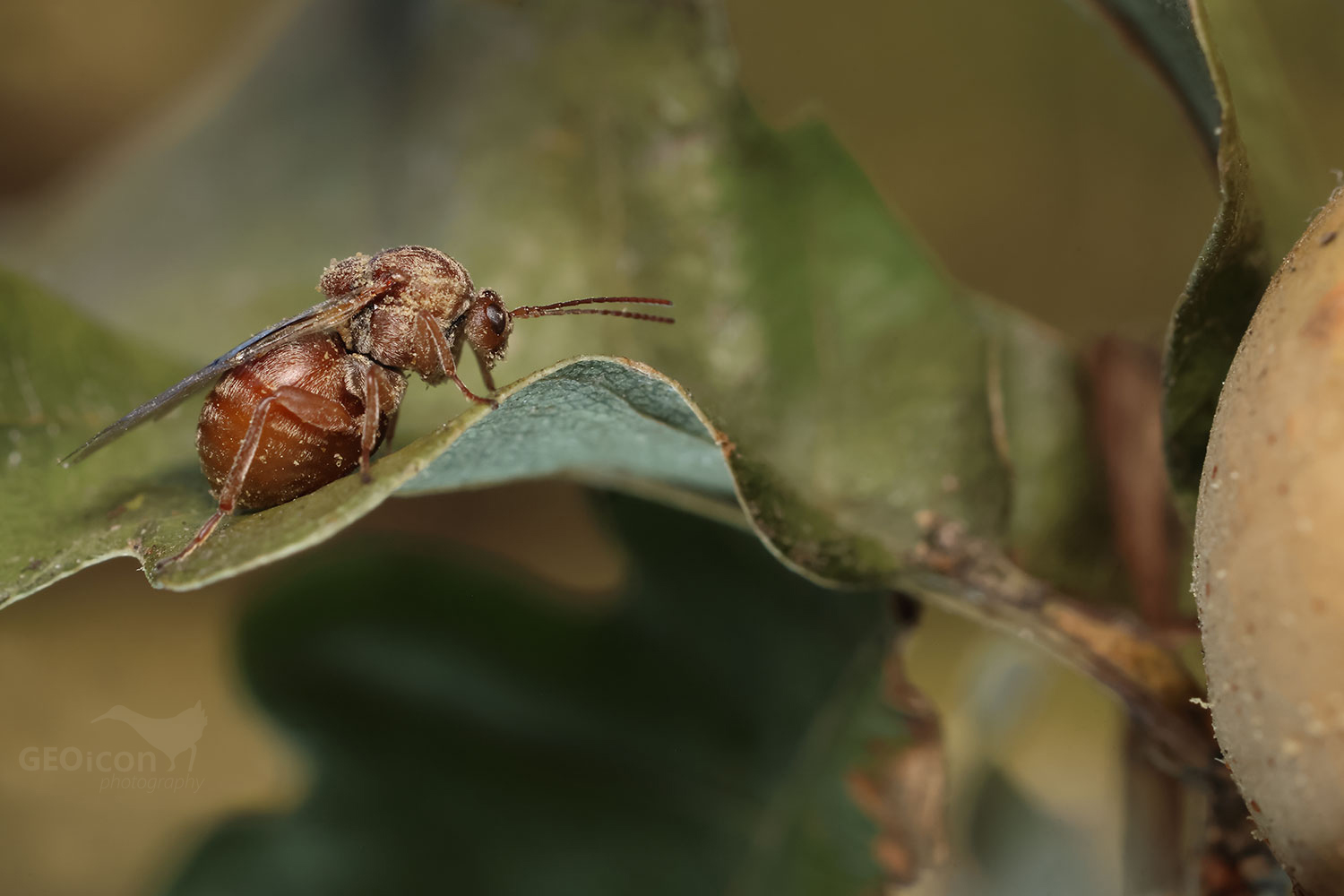 Cynips quercusfolii / žlabatka dubová
