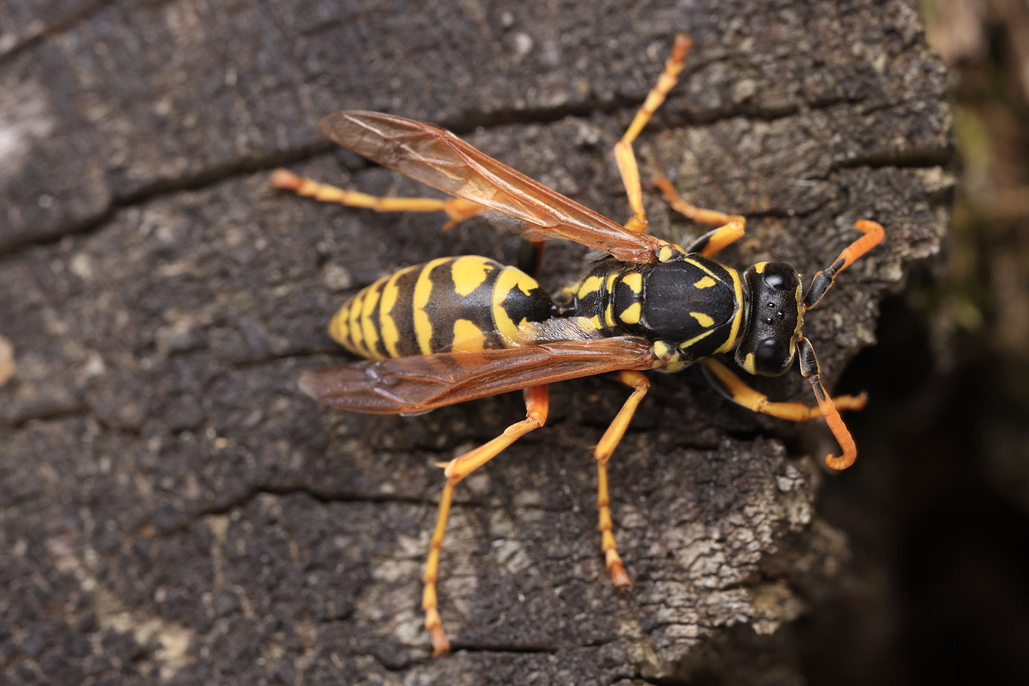 European paper wasp / vosík francouzský (Polistes dominula)