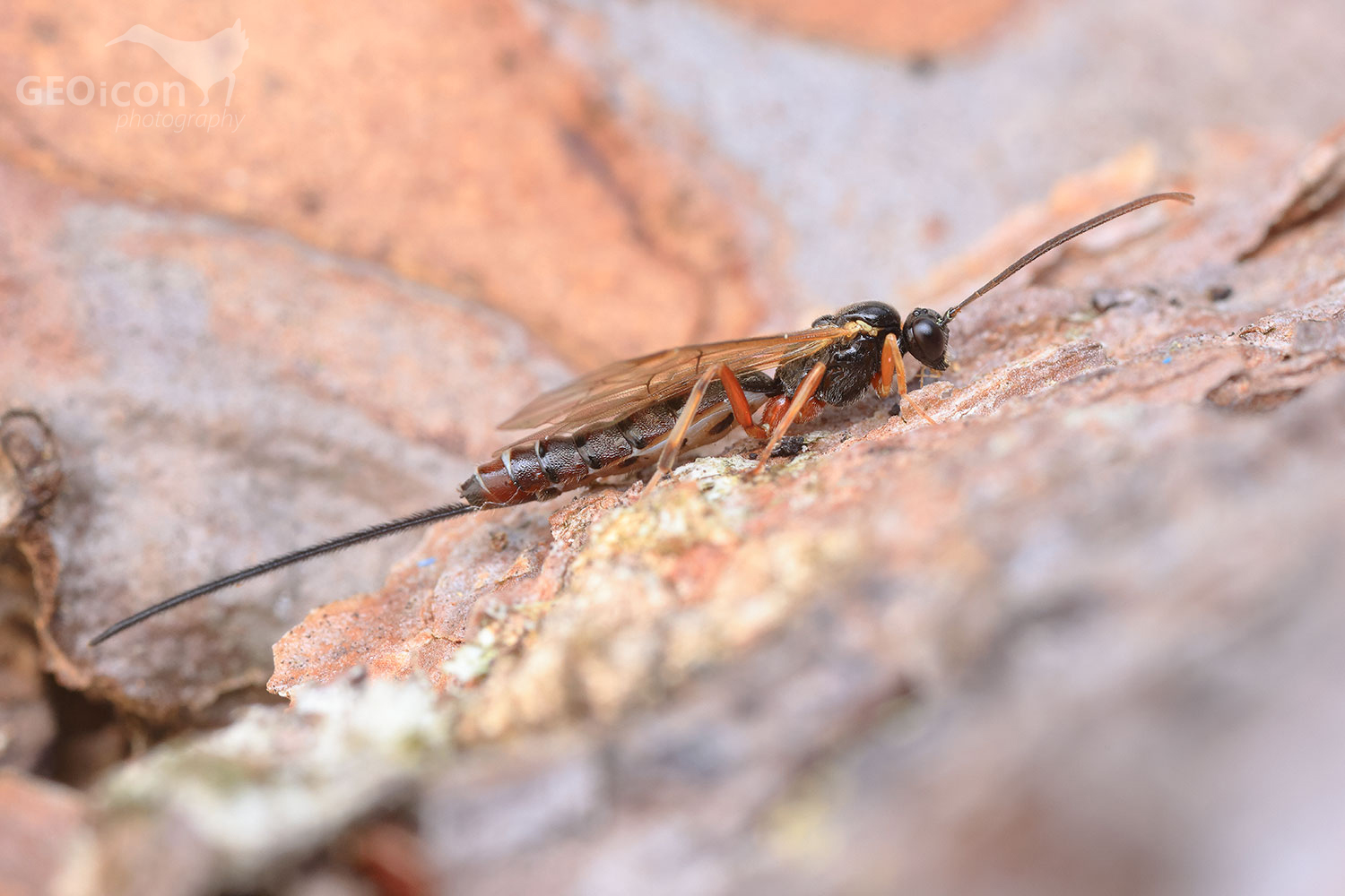 Ichneumonidae - Itoplectis maculator / lumek sp.