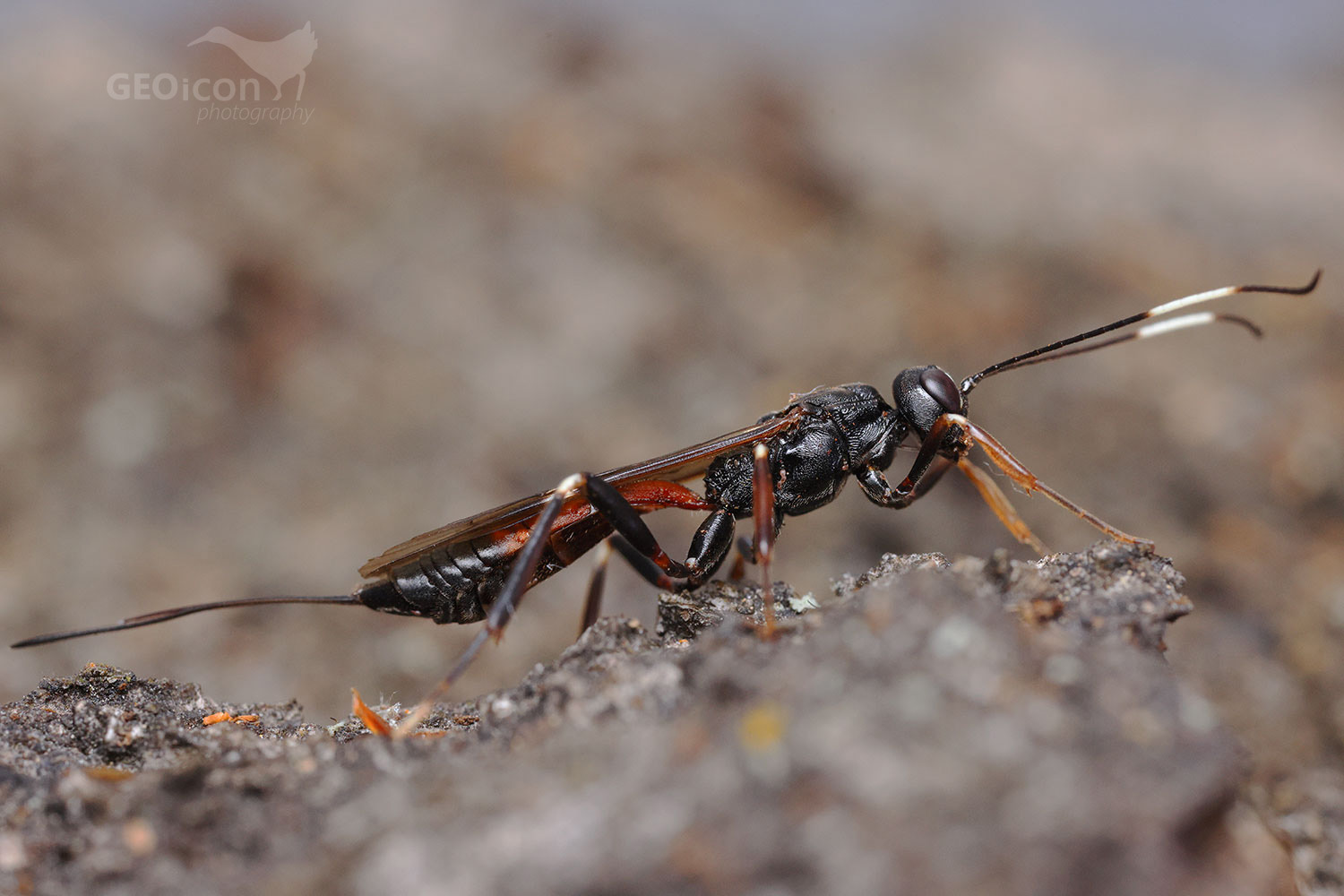 Sabre wasp / lumek (Stenichnenmon_culpator)