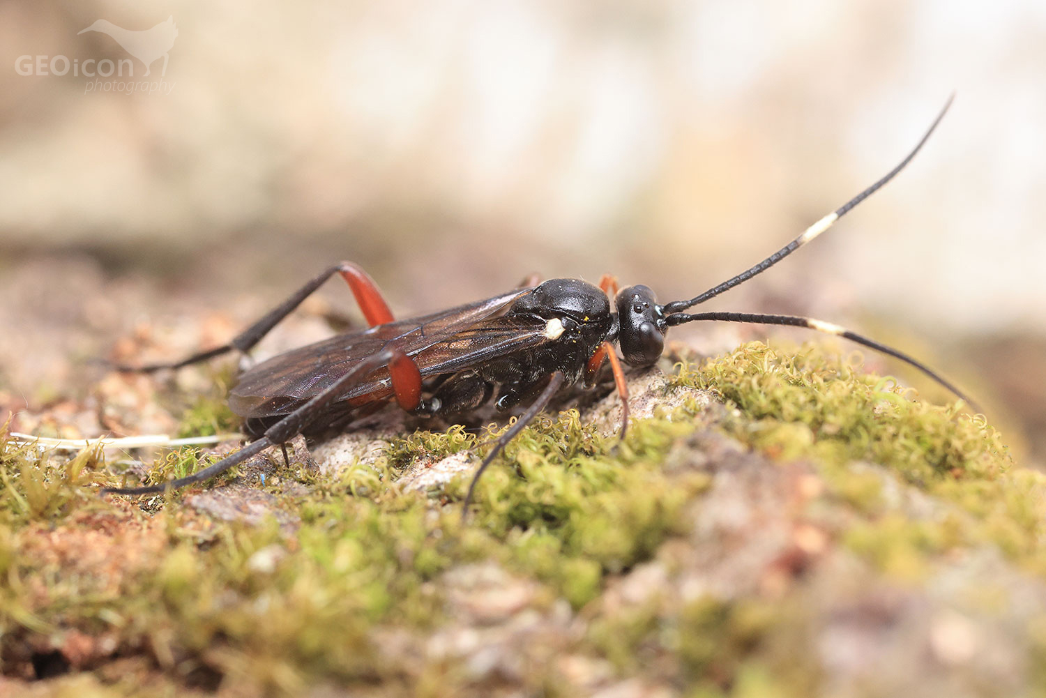 Sabre wasp / lumek tmavokřídlý (Amblyjoppa fuscipennis)