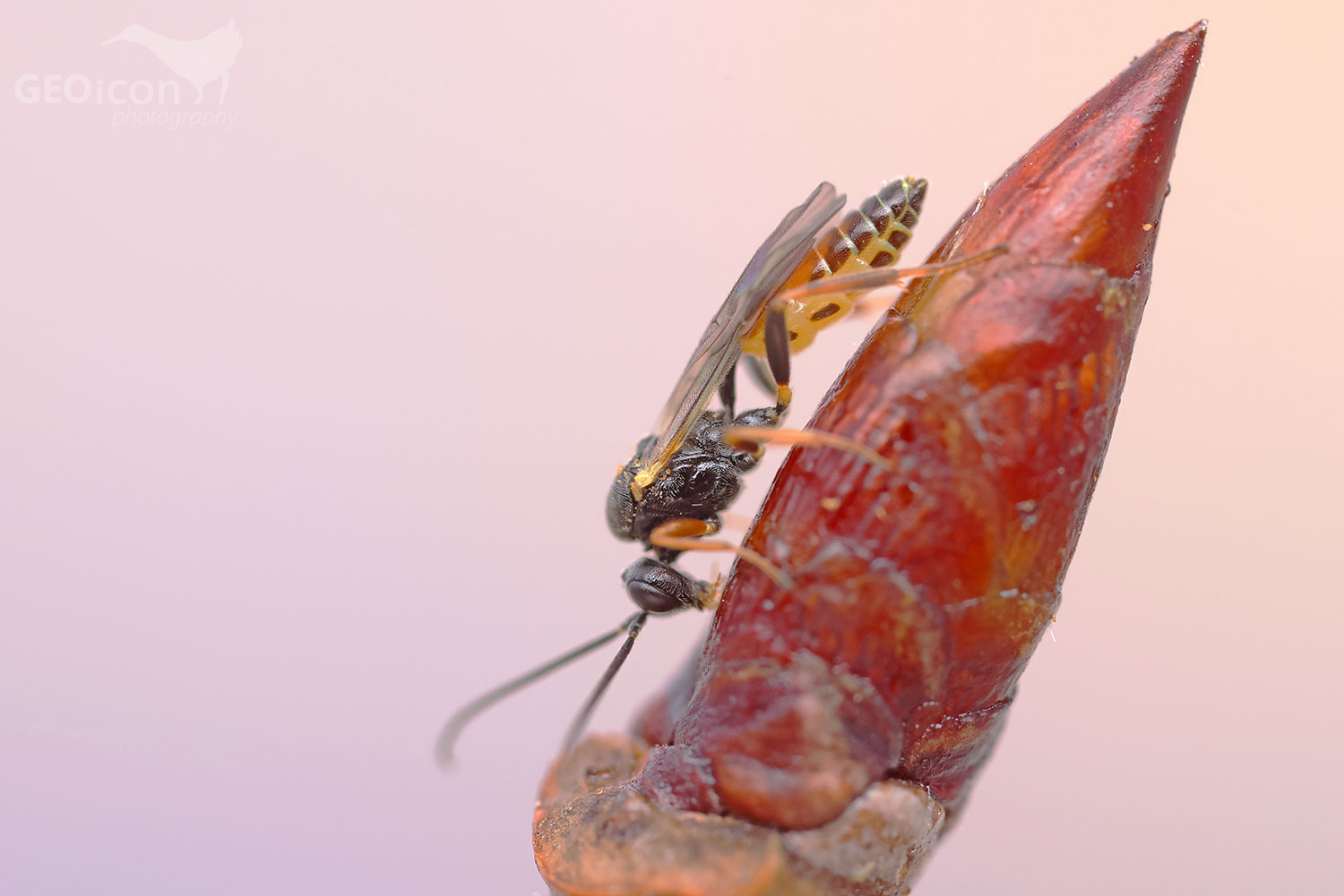 Ichneumonidae - Orthopelma mediator / lumek sp.