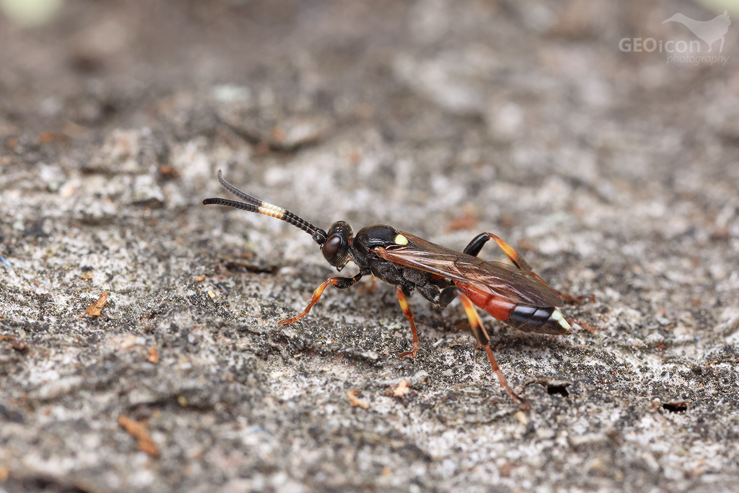 Ichneumonidae - Ichneumon stramentarius / lumek sp.