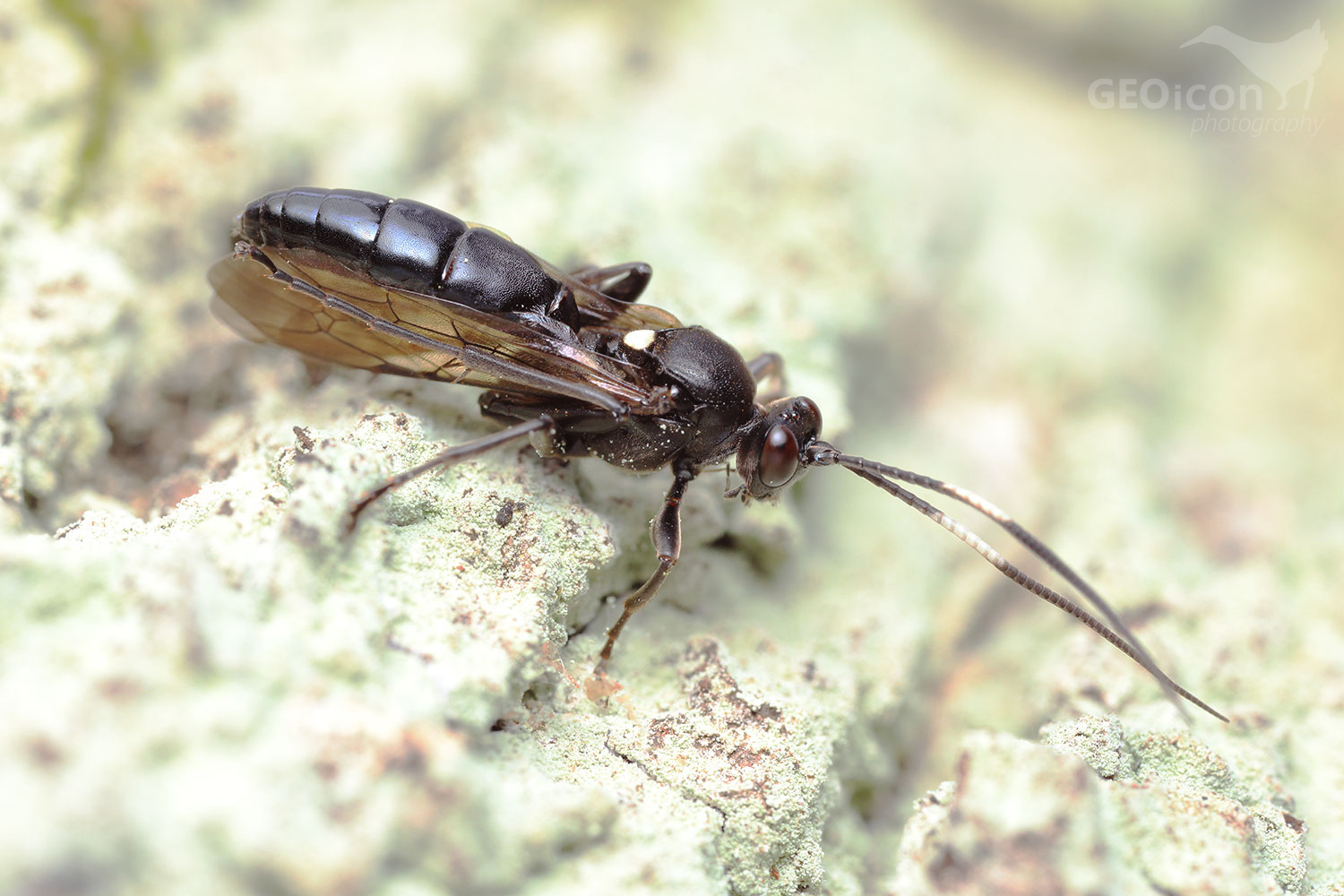 Ichneumonidae - Amblyjoppa proteus / lumek sp.