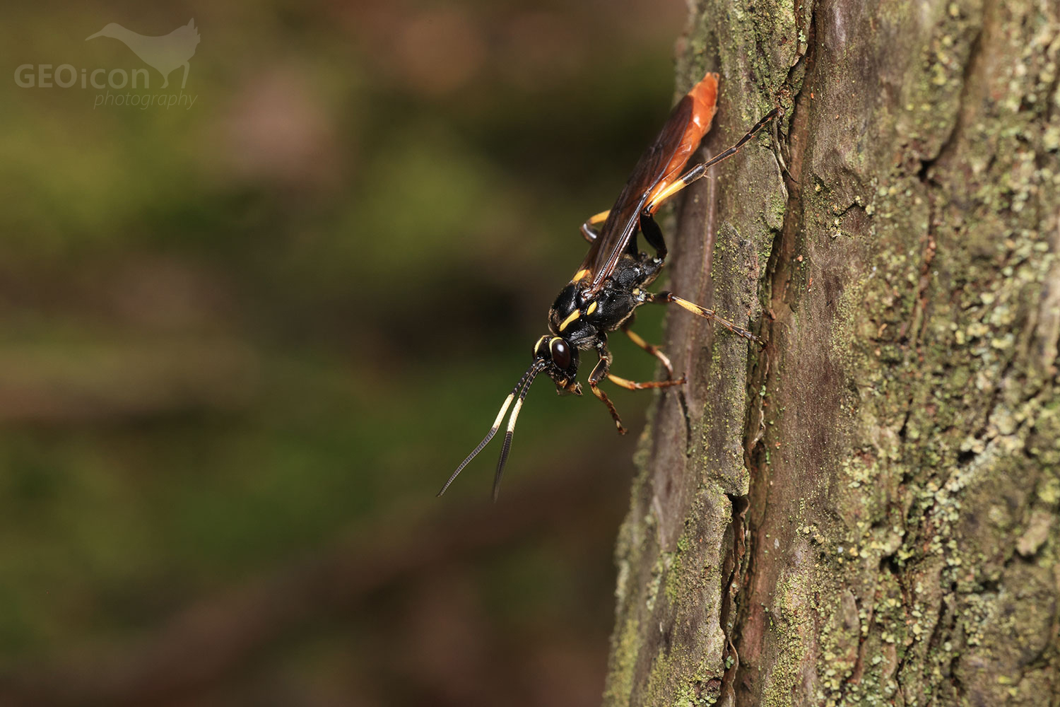 Ichneumonidae - Protichneumon pisorius / lumek sp.
