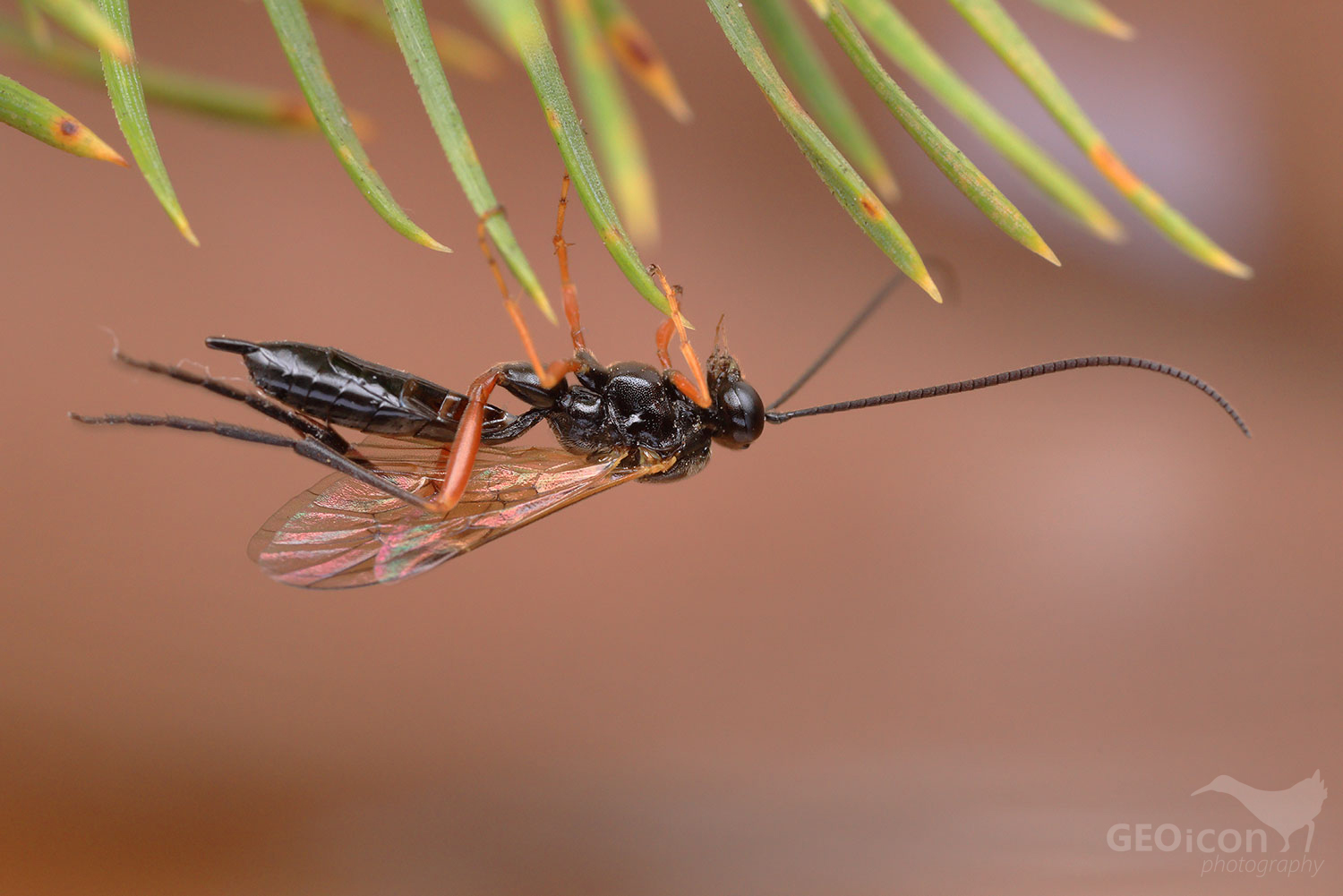 Ichneumonidae - Pimpla rufipes / lumek sp.